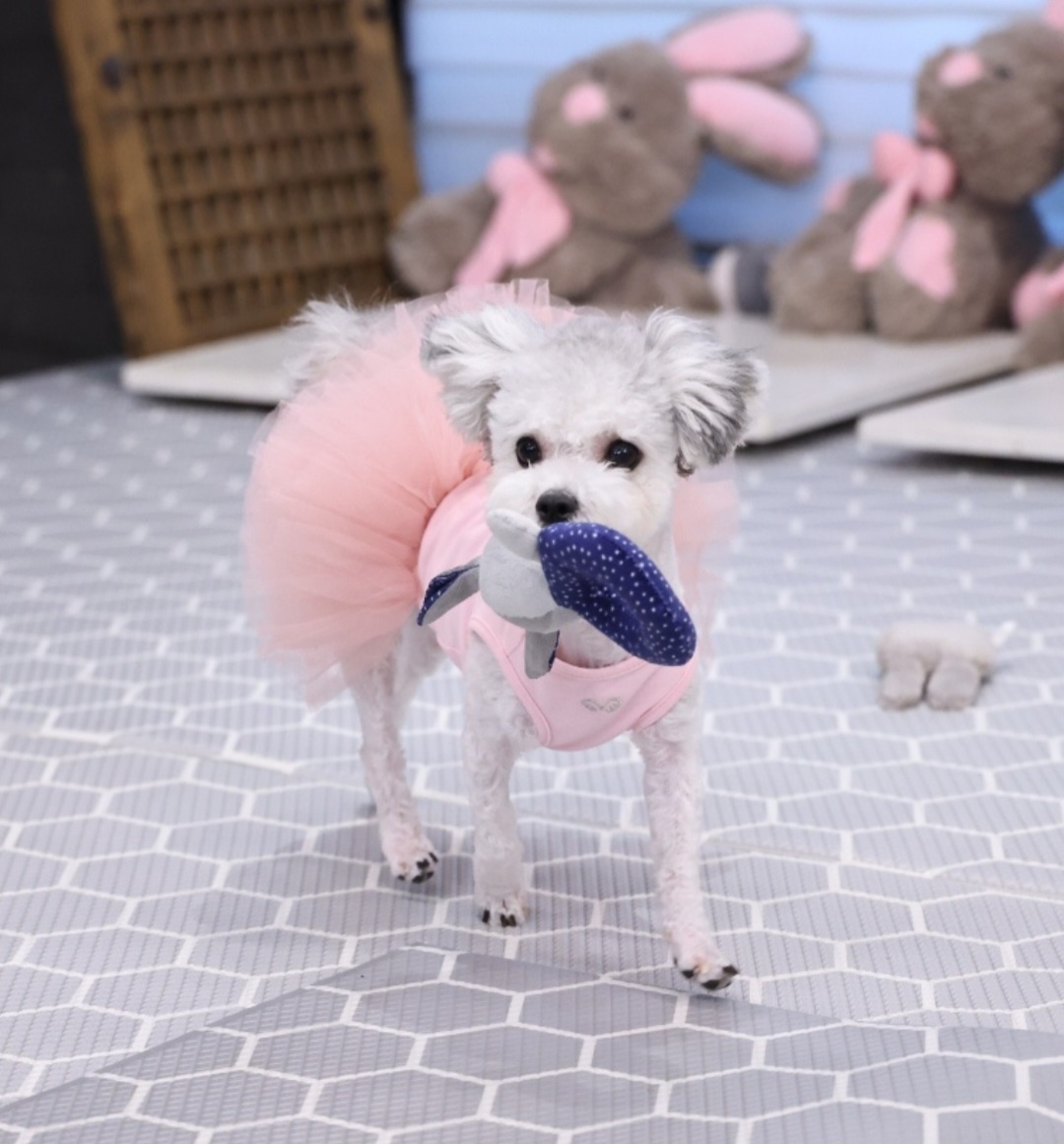 [임보]❤ 달록이❤와의 세달...가족을 찾아요~😊