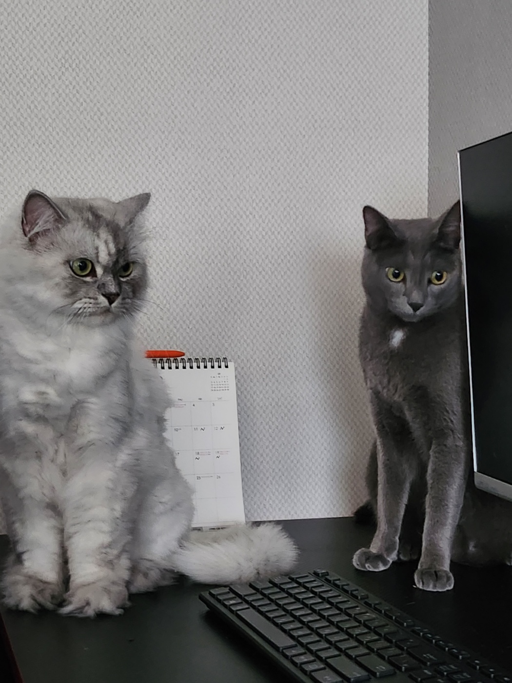 시루(시아) 입양이야기^^