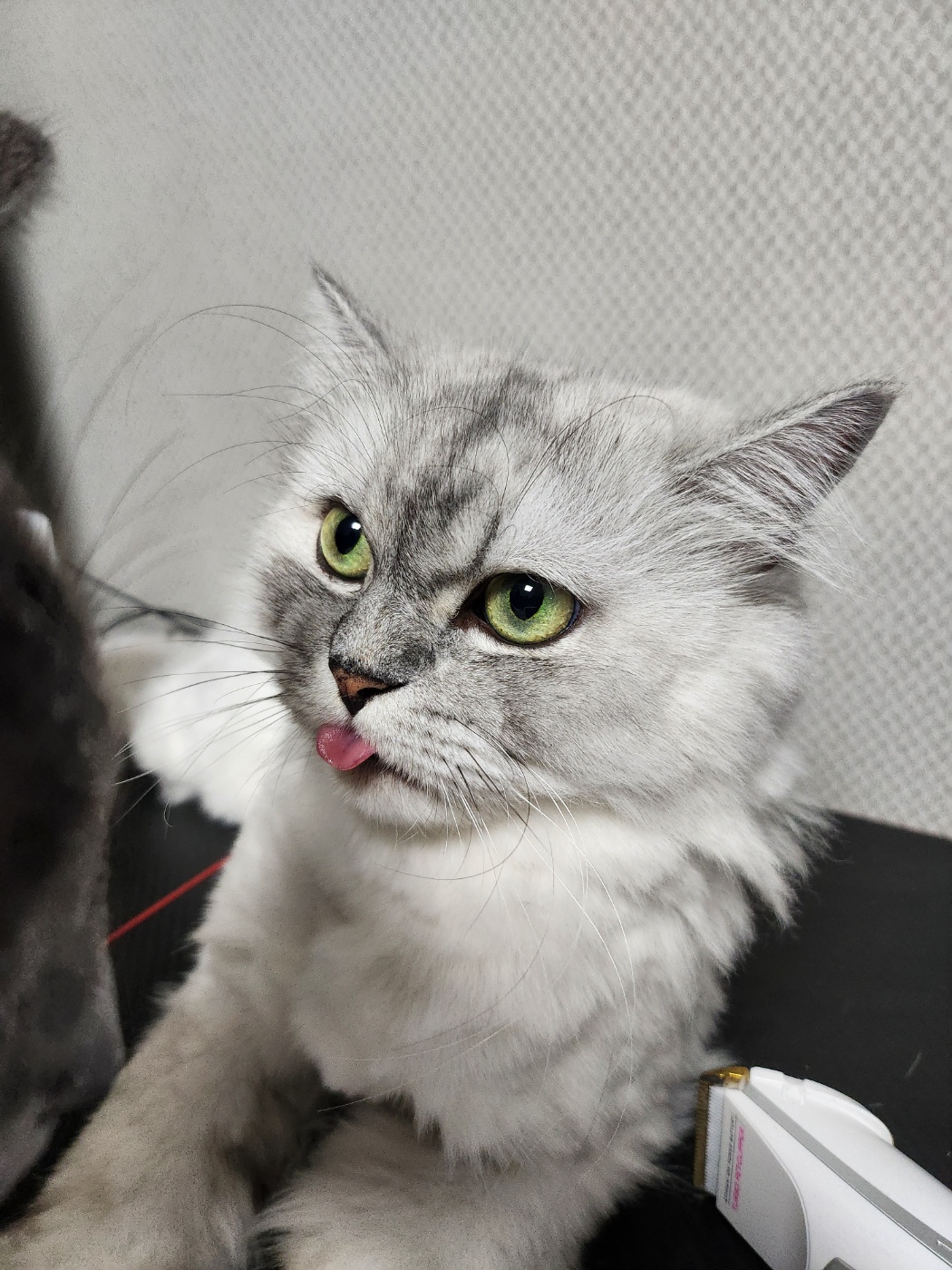 시루(시아) 입양이야기^^