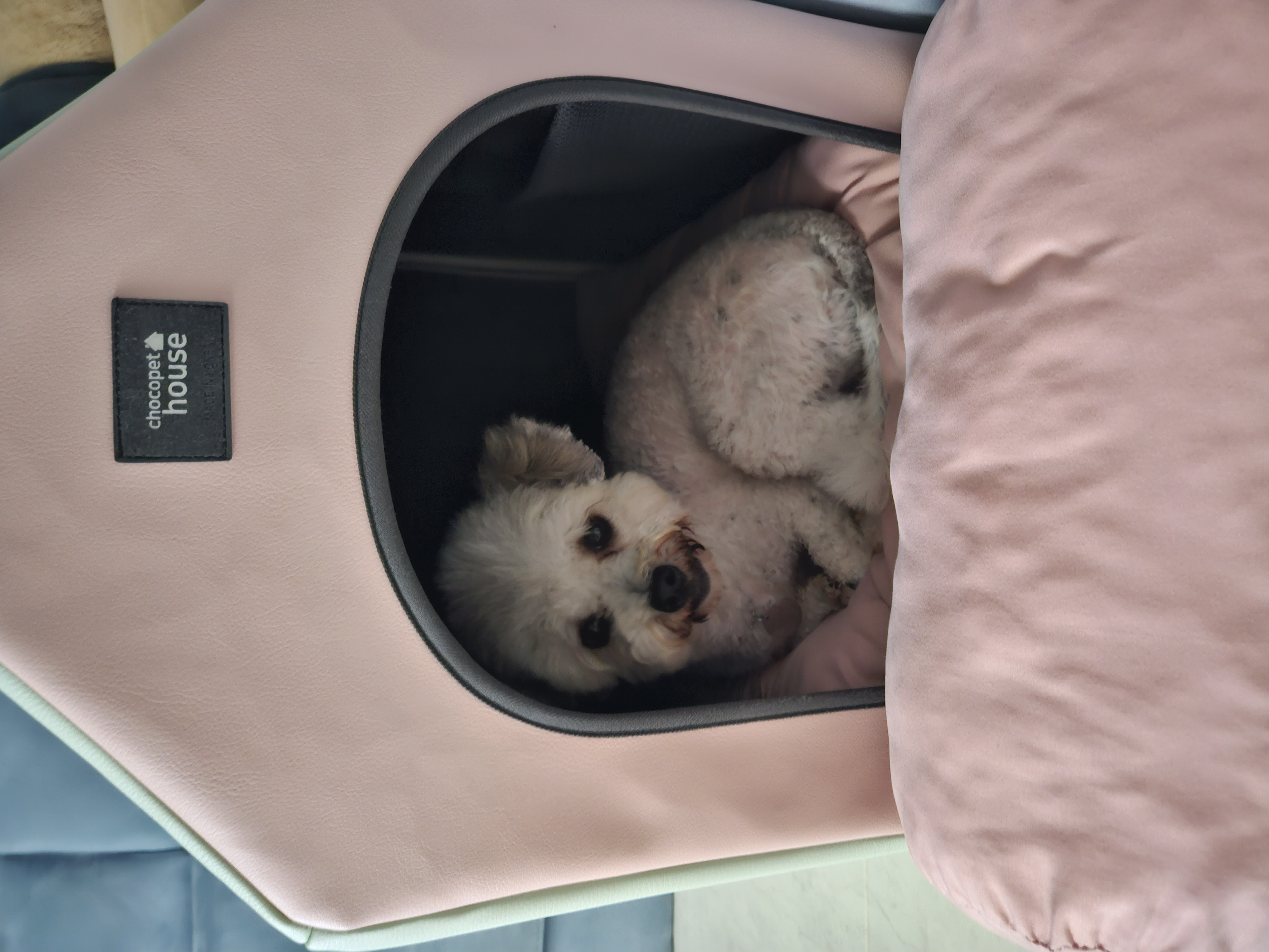 알록이(미소)임보 1주일~~^^