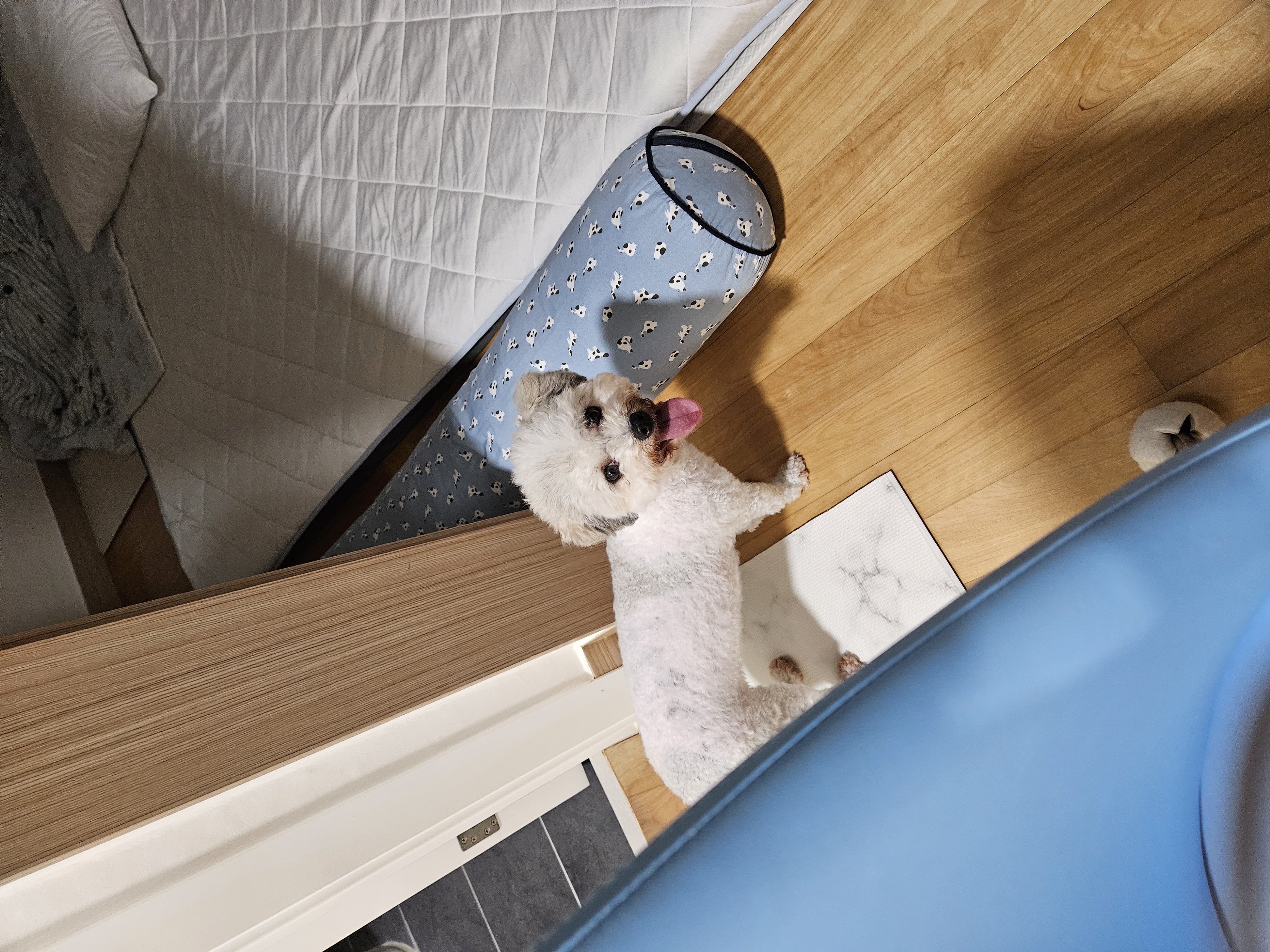 알록이(미소)임보 1주일~~^^