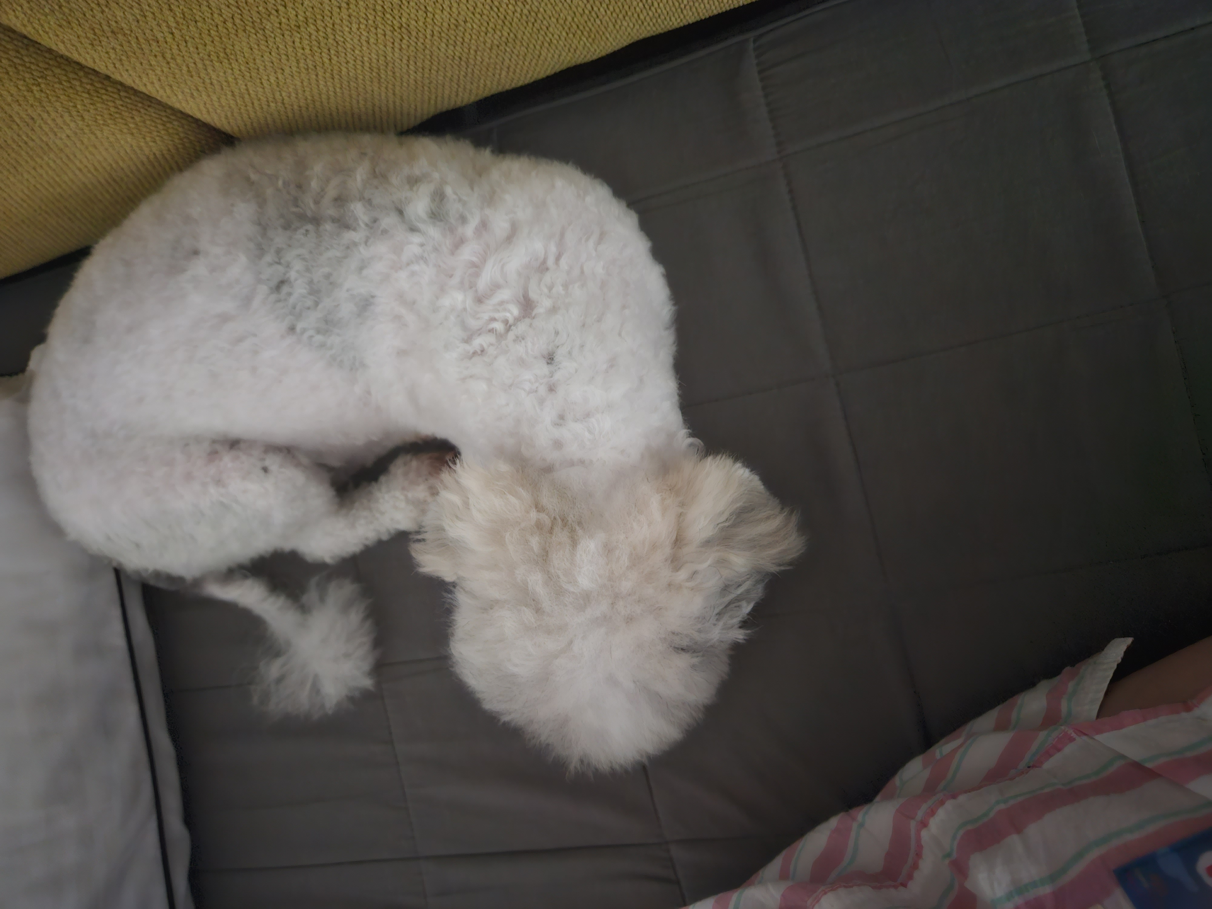 알록이(미소)임보 1주일~~^^