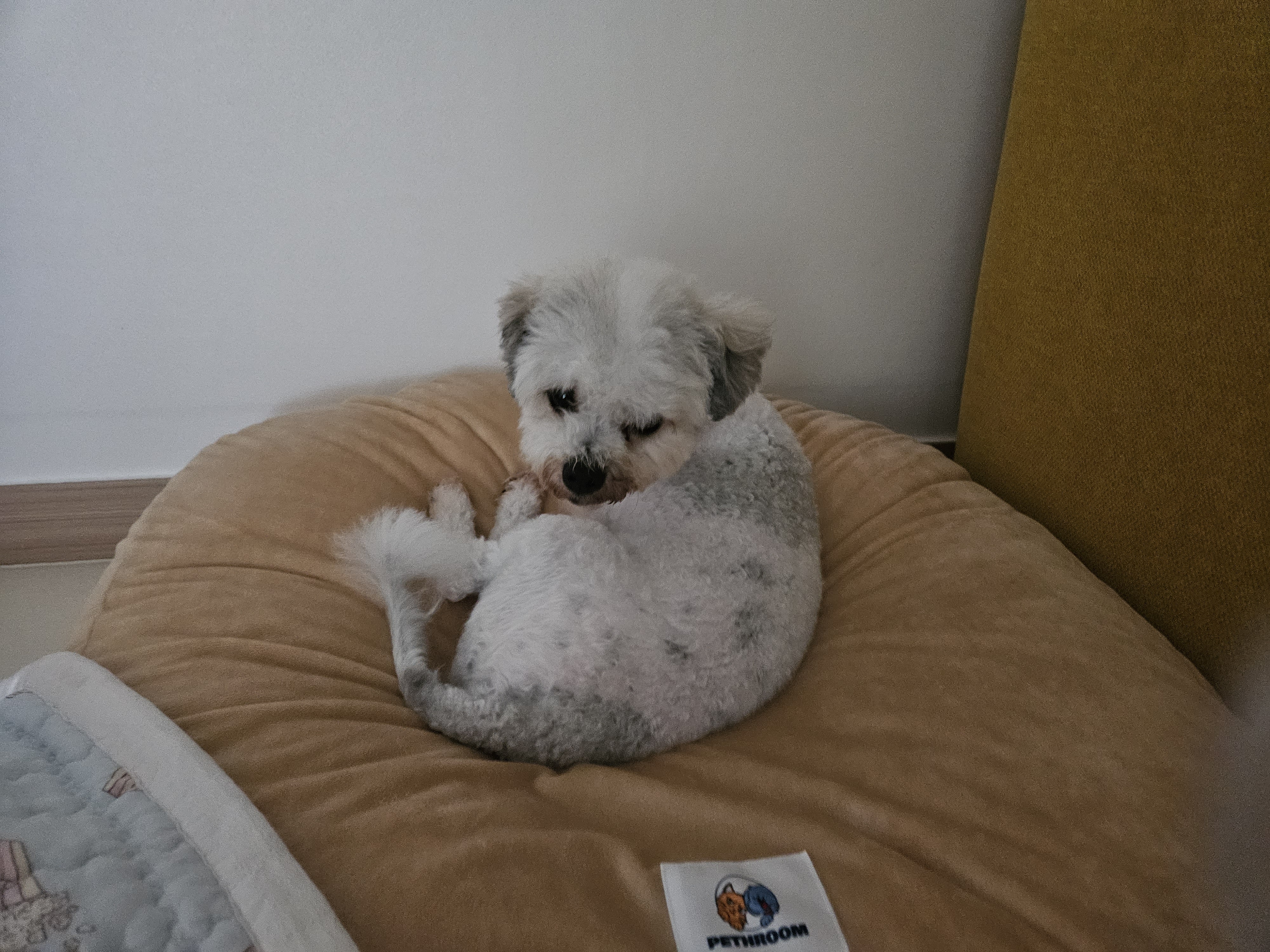 알록이(미소)임보 1주일~~^^