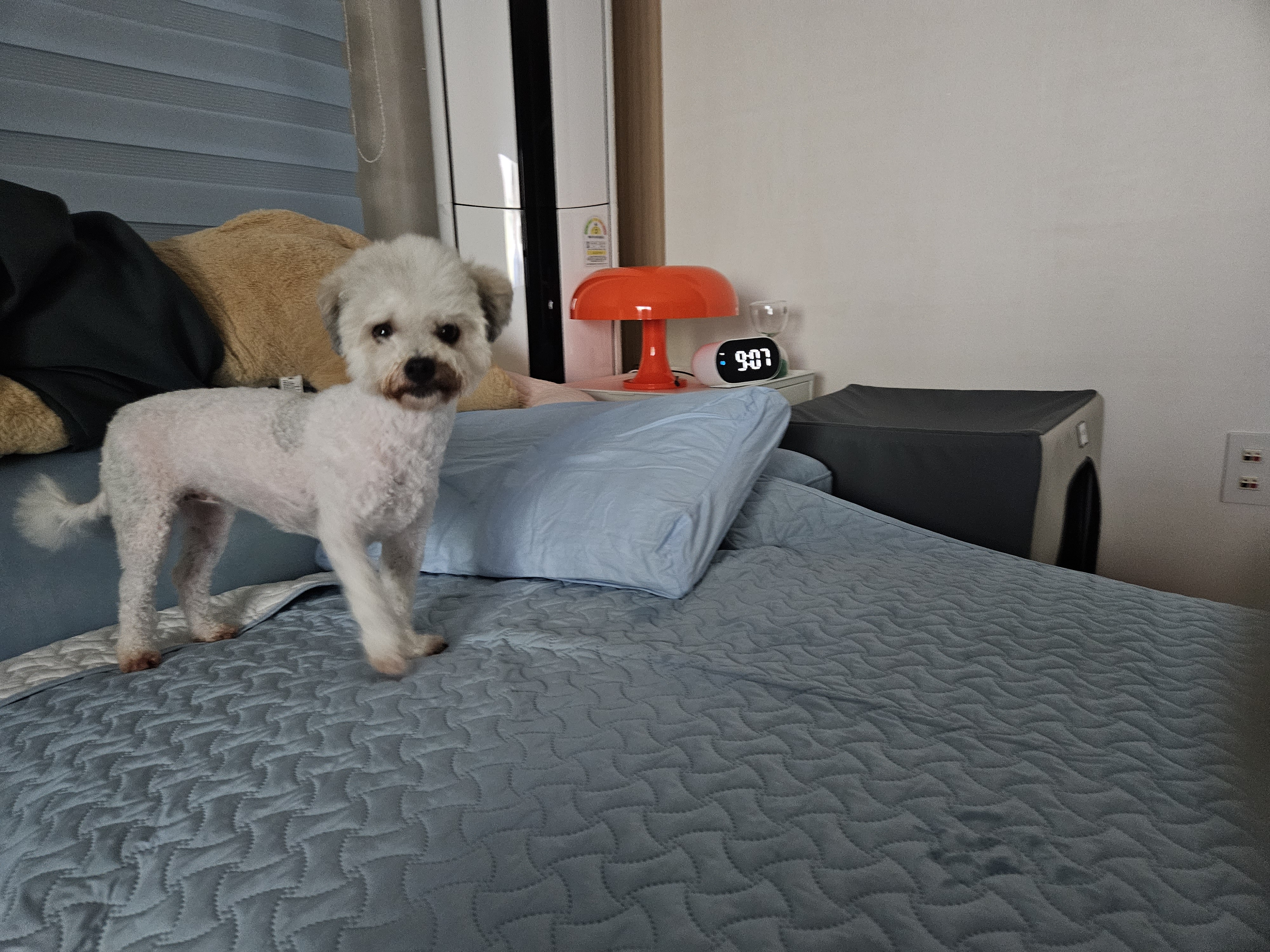 알록이(미소)임보 1주일~~^^