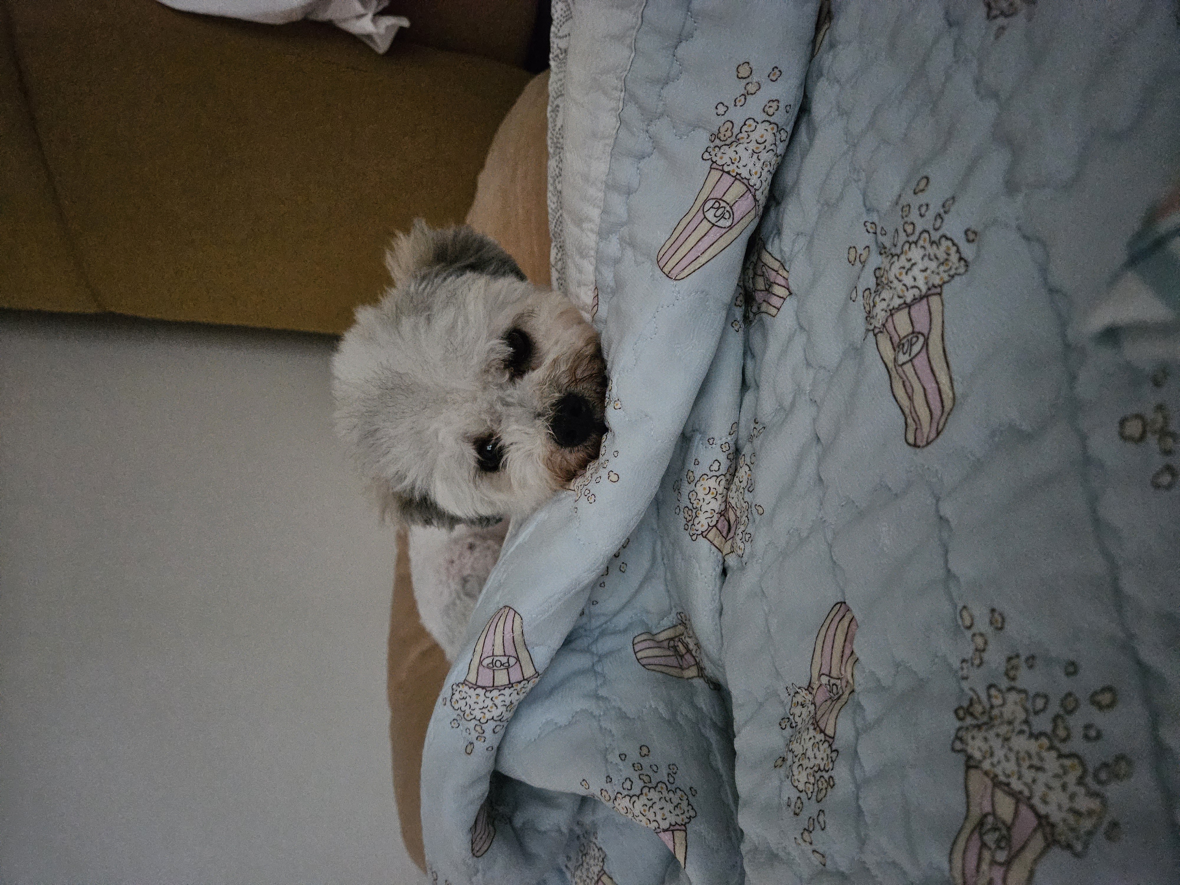 알록이(미소)임보 1주일~~^^