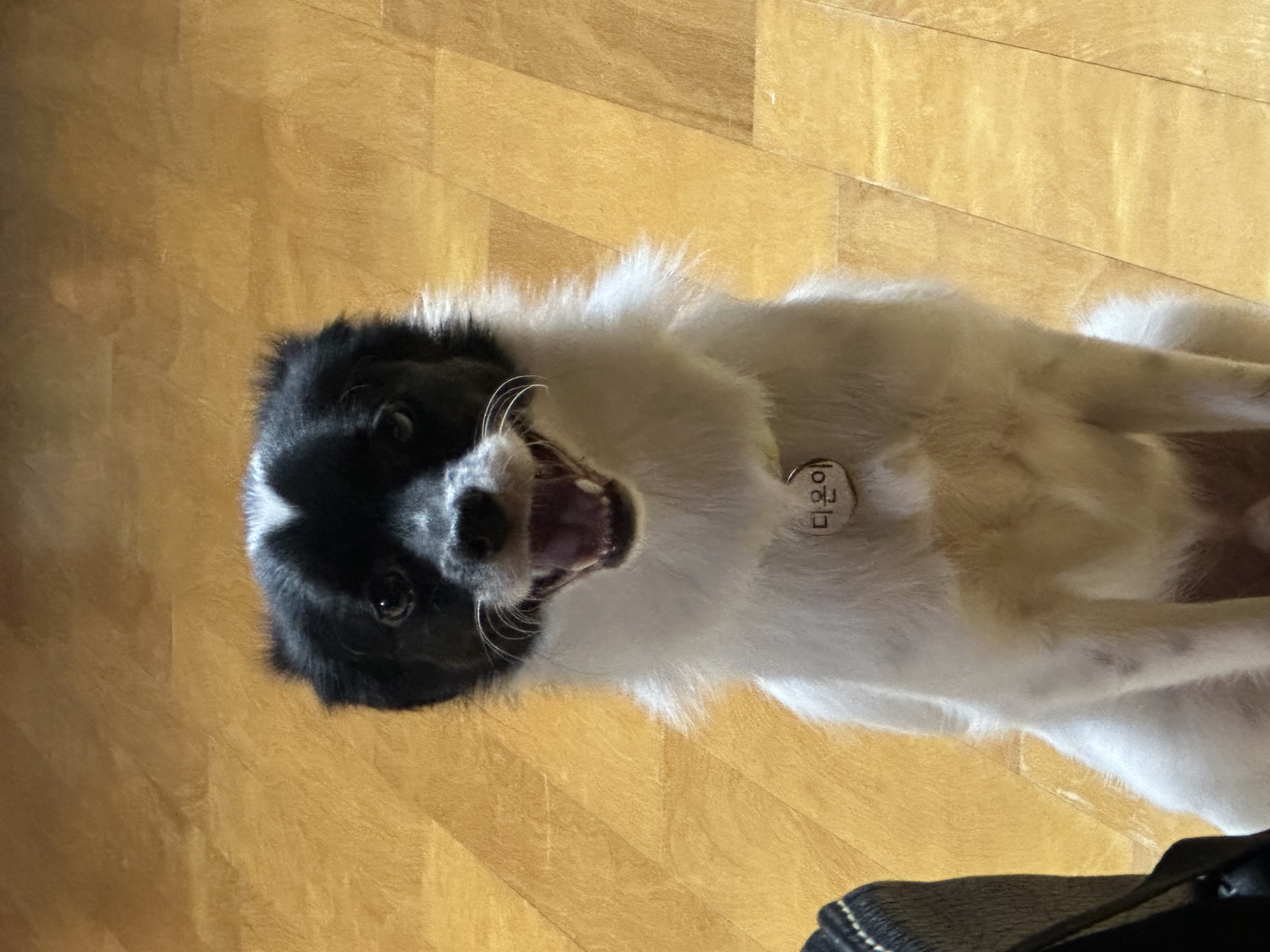 다온이(루루) 6개월 차 :)