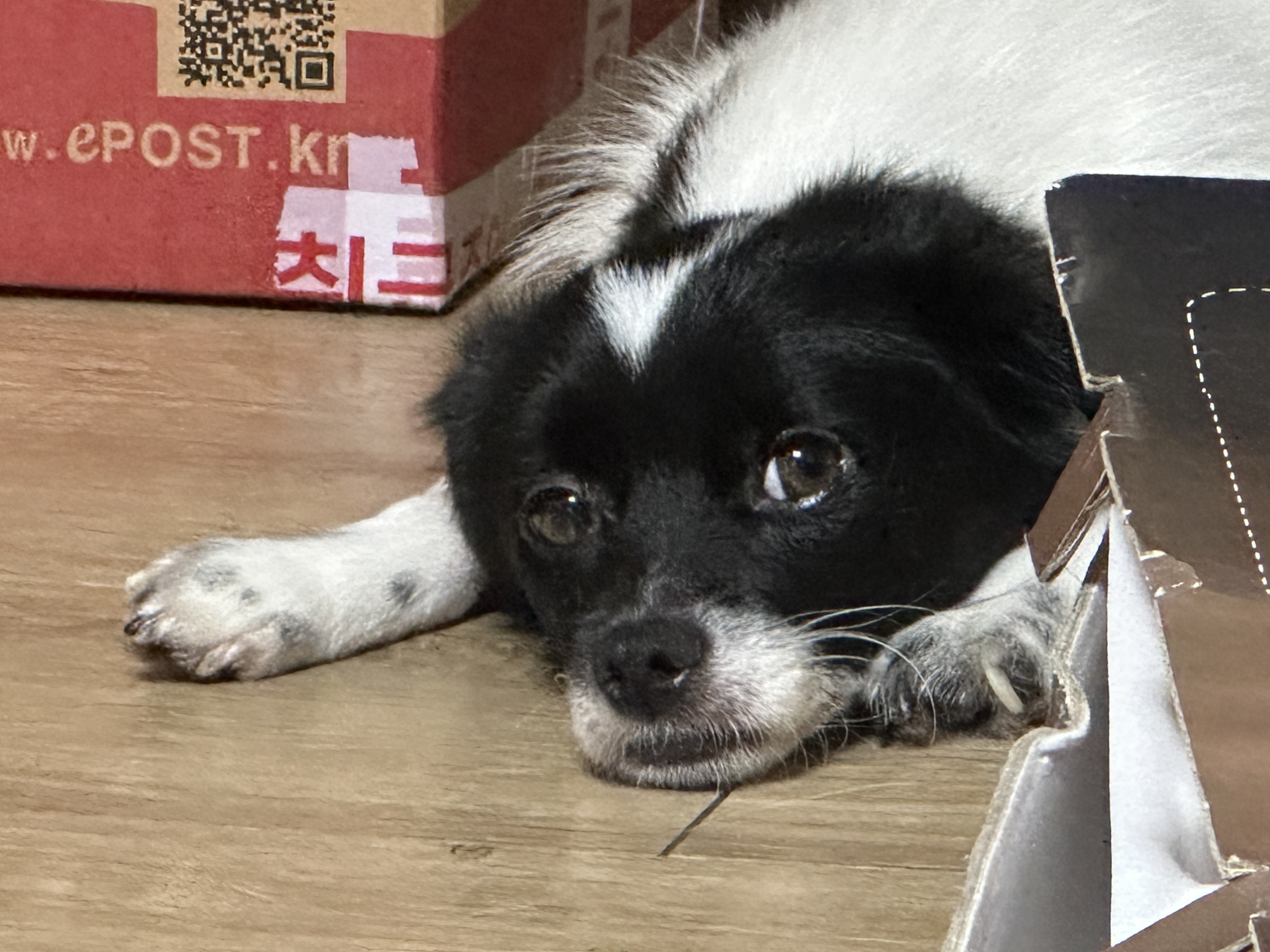 다온이(루루) 6개월 차 :)