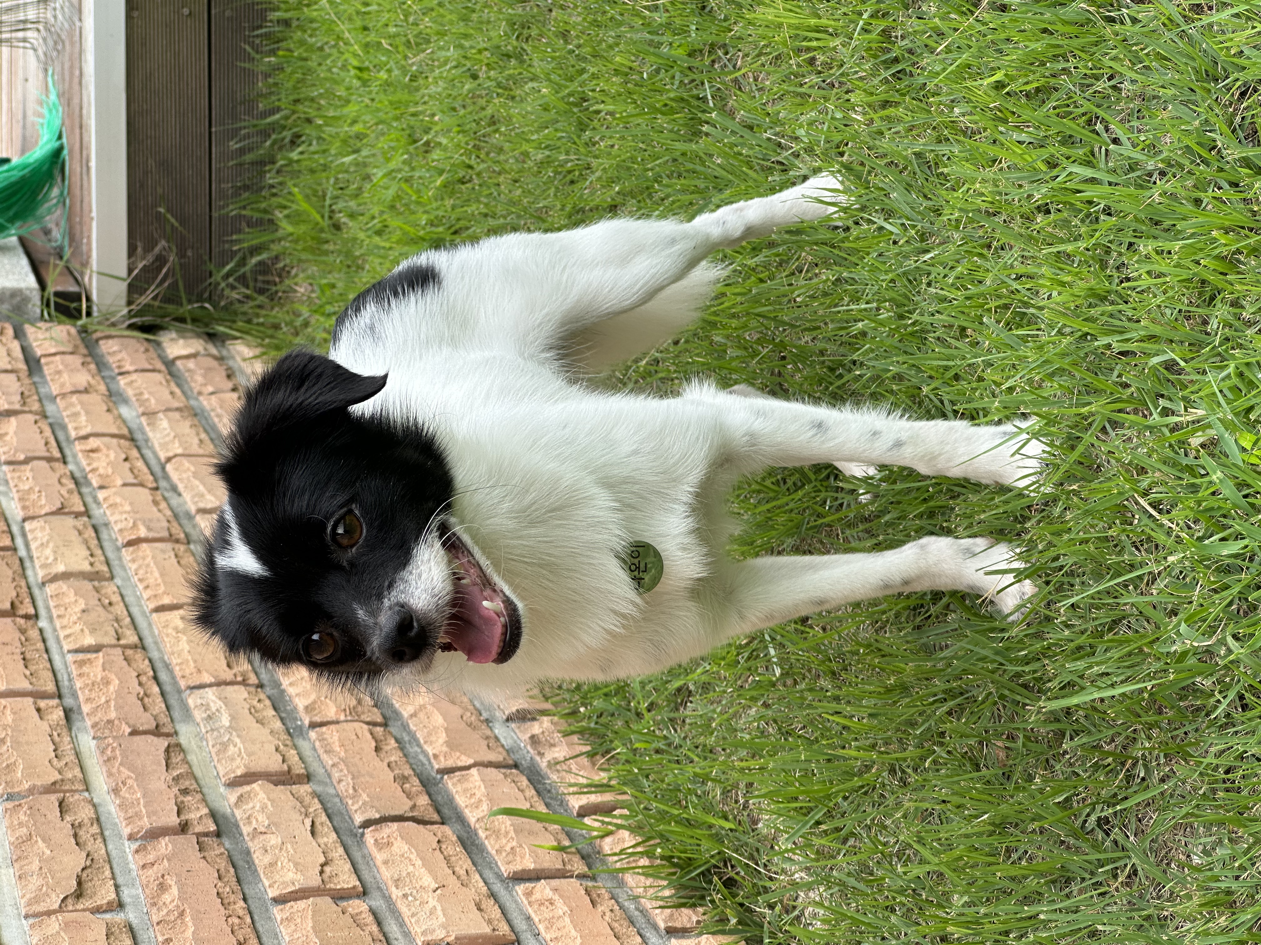 다온이(루루) 6개월 차 :)