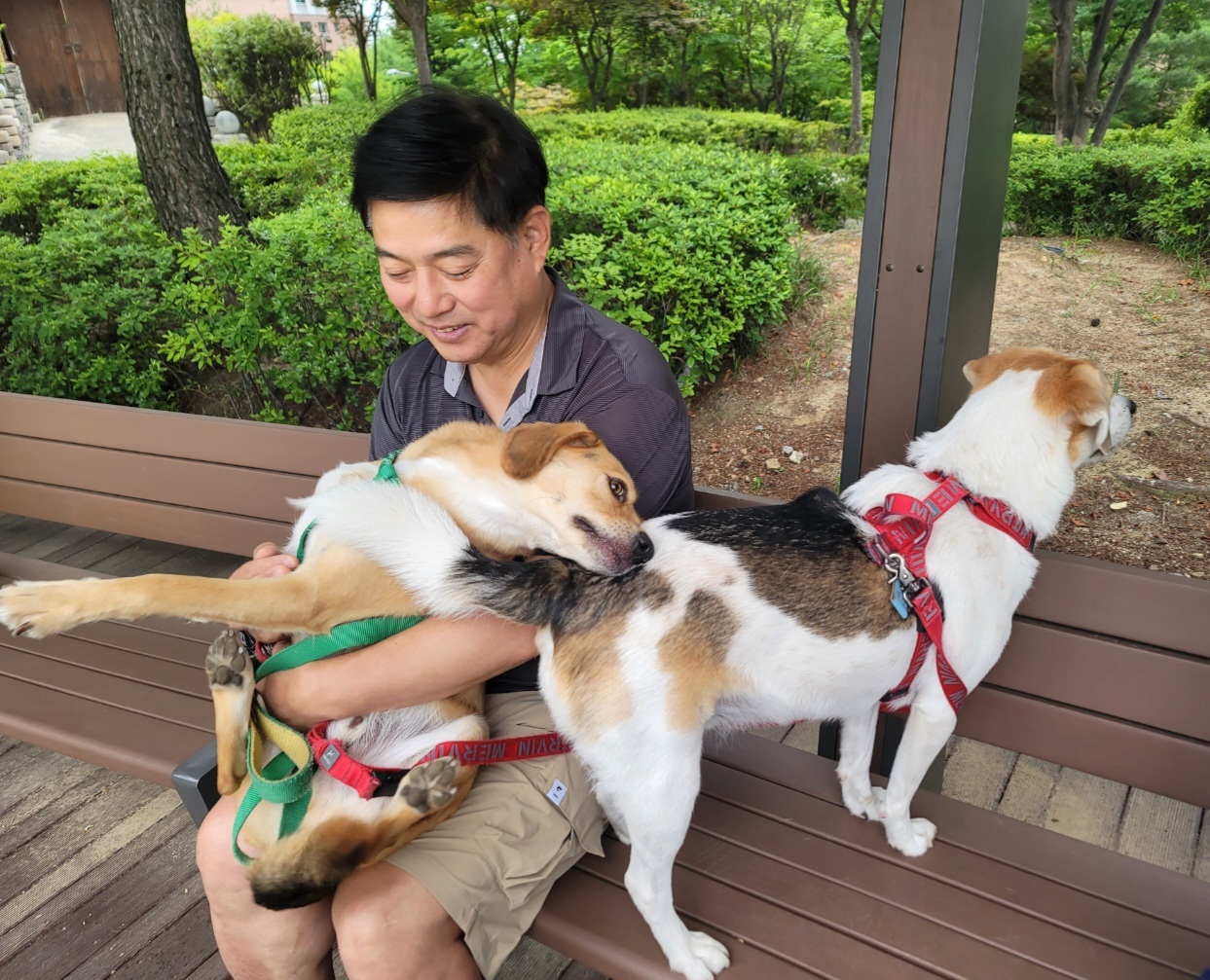 웅장이 입양 만 3년 됐네요