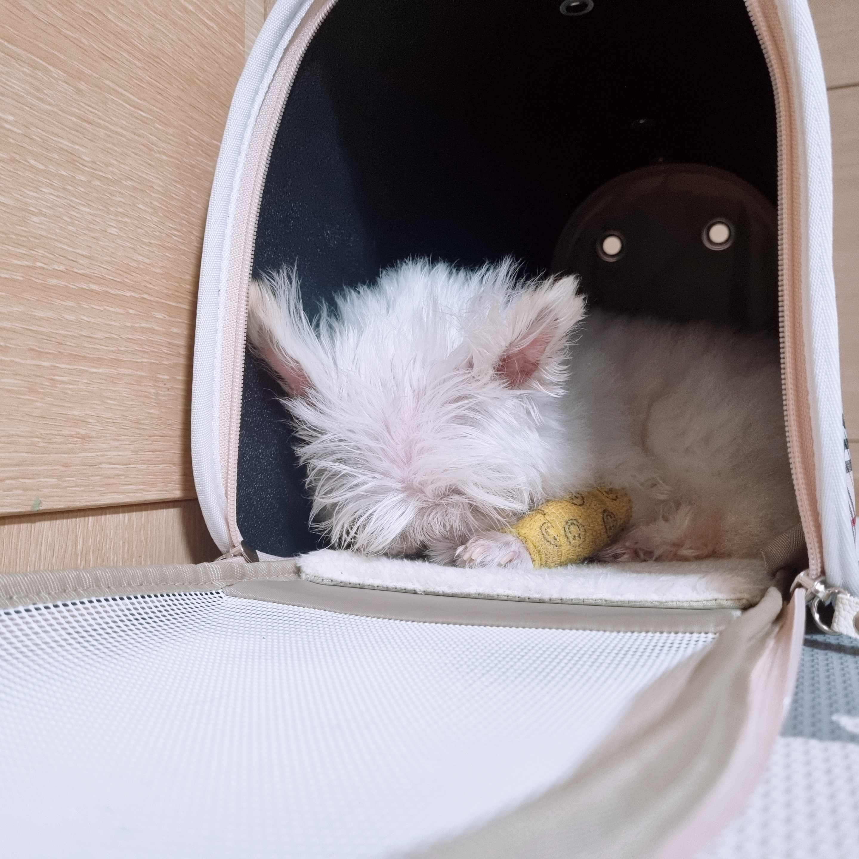 꾸미(익준이)의 8월 한 달 이야기💕