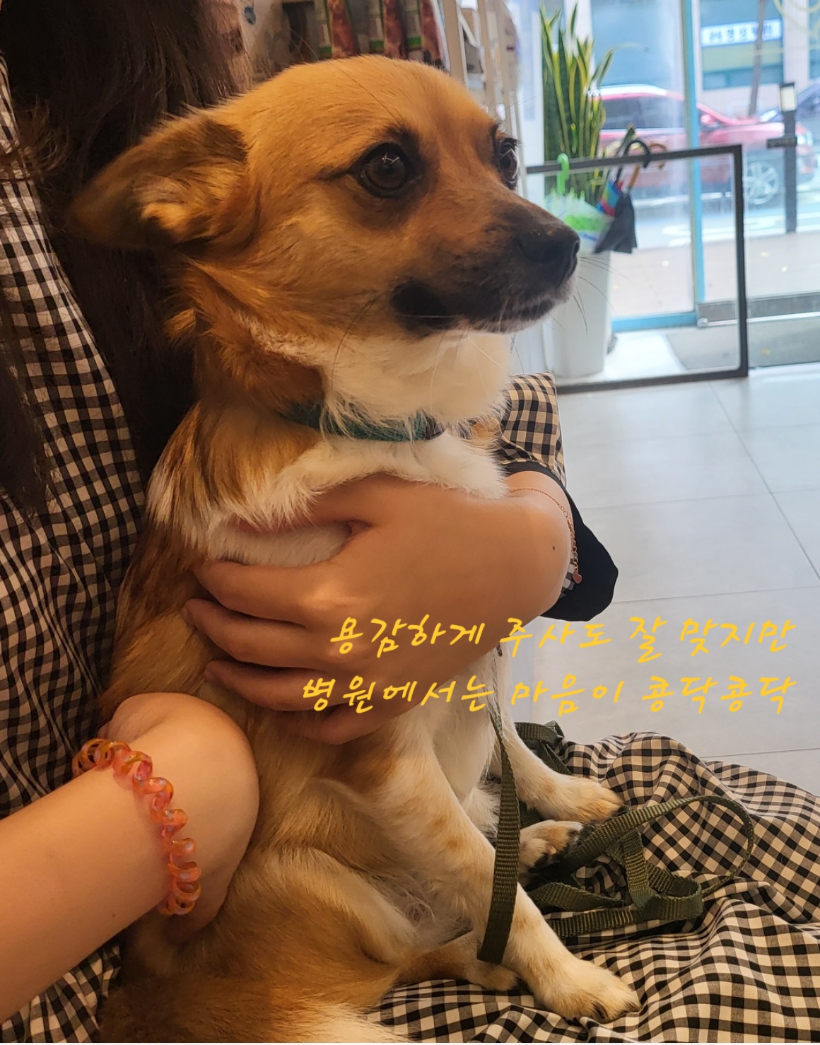 은일(보나)입양 만3년이에요.