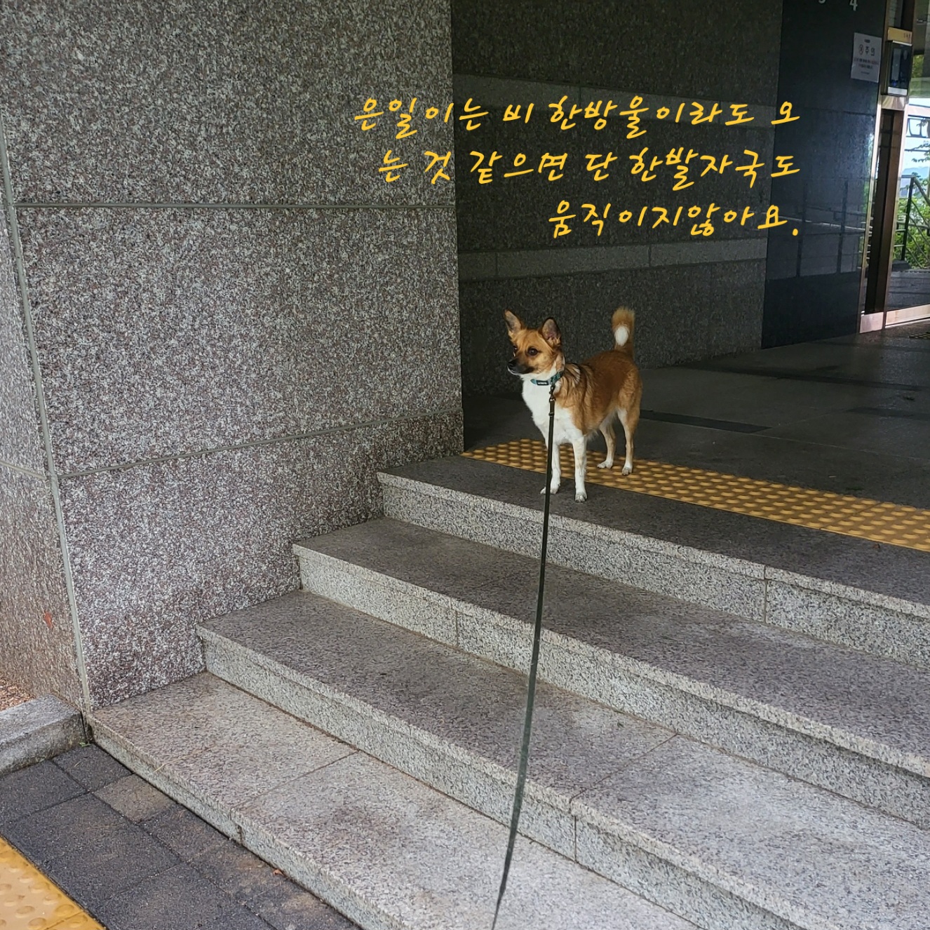 은일(보나)입양 만3년이에요.