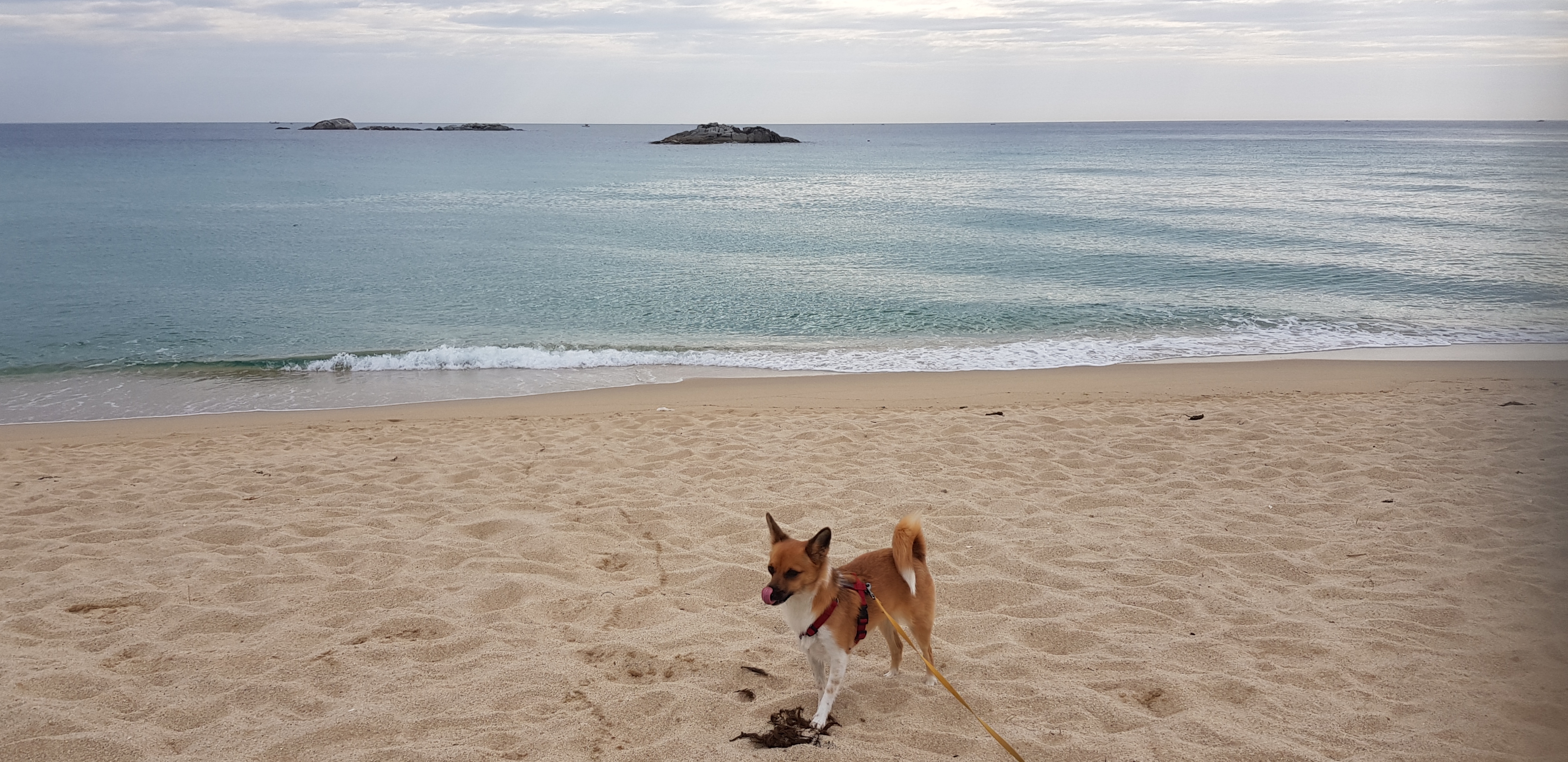 은일(보나) 입양 1년(글이 없어져서 다시 올립니다)