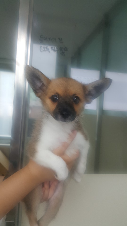 은일(보나) 입양 1년(글이 없어져서 다시 올립니다)