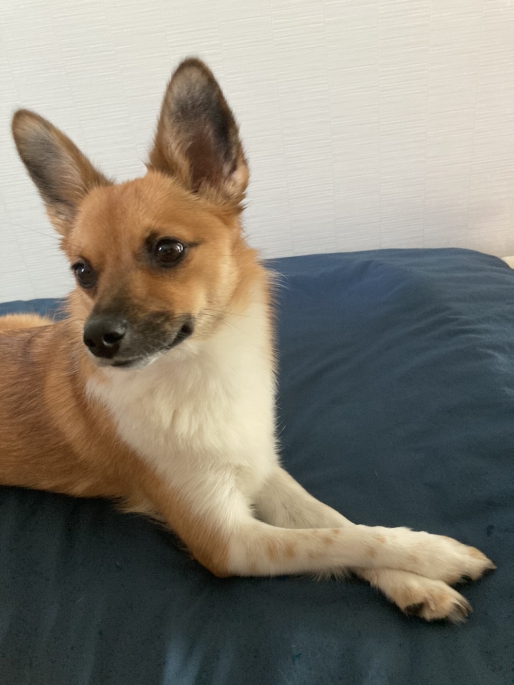 은일(보나) 입양 1년(글이 없어져서 다시 올립니다)