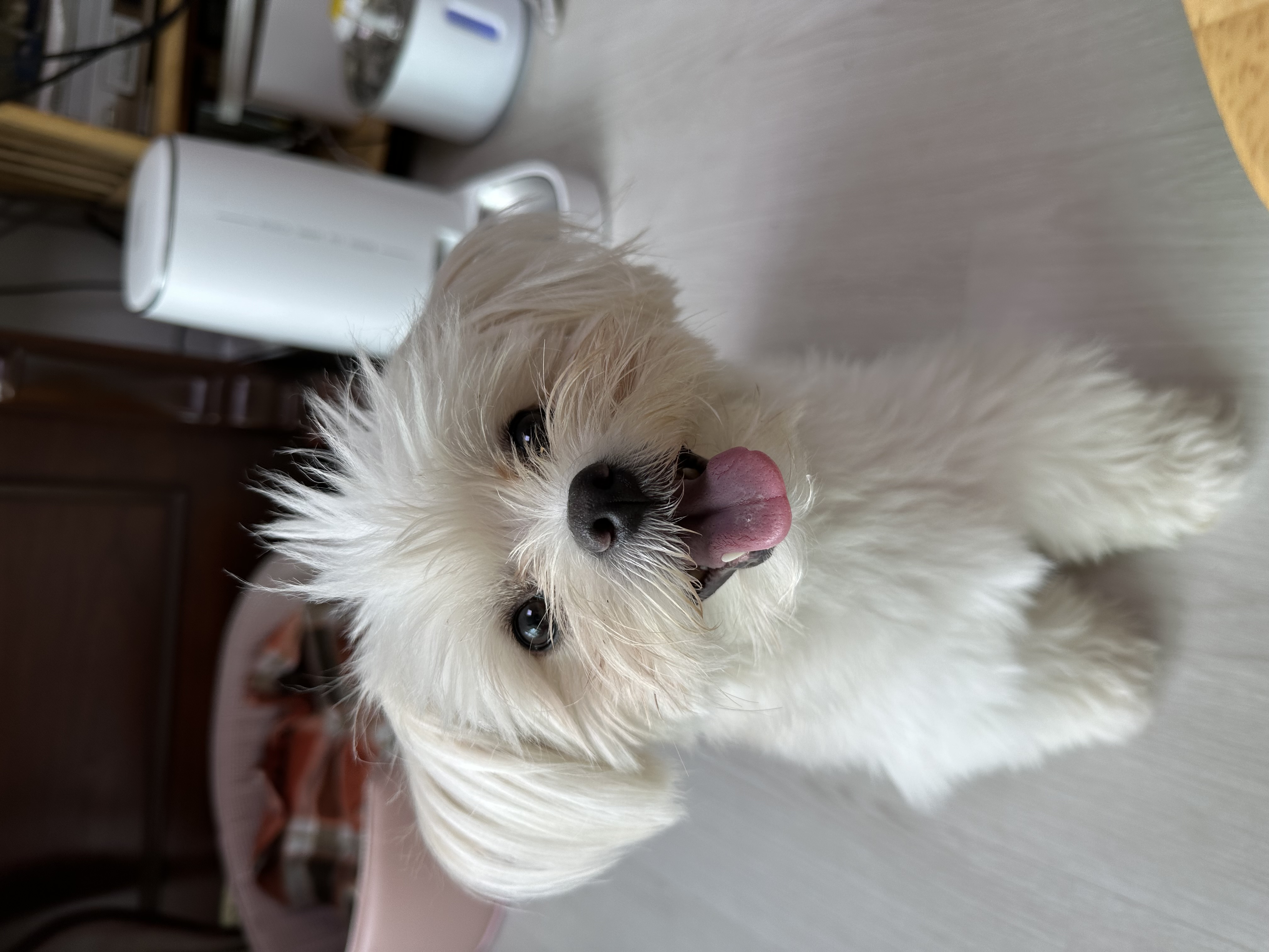 설기(구 오식이)