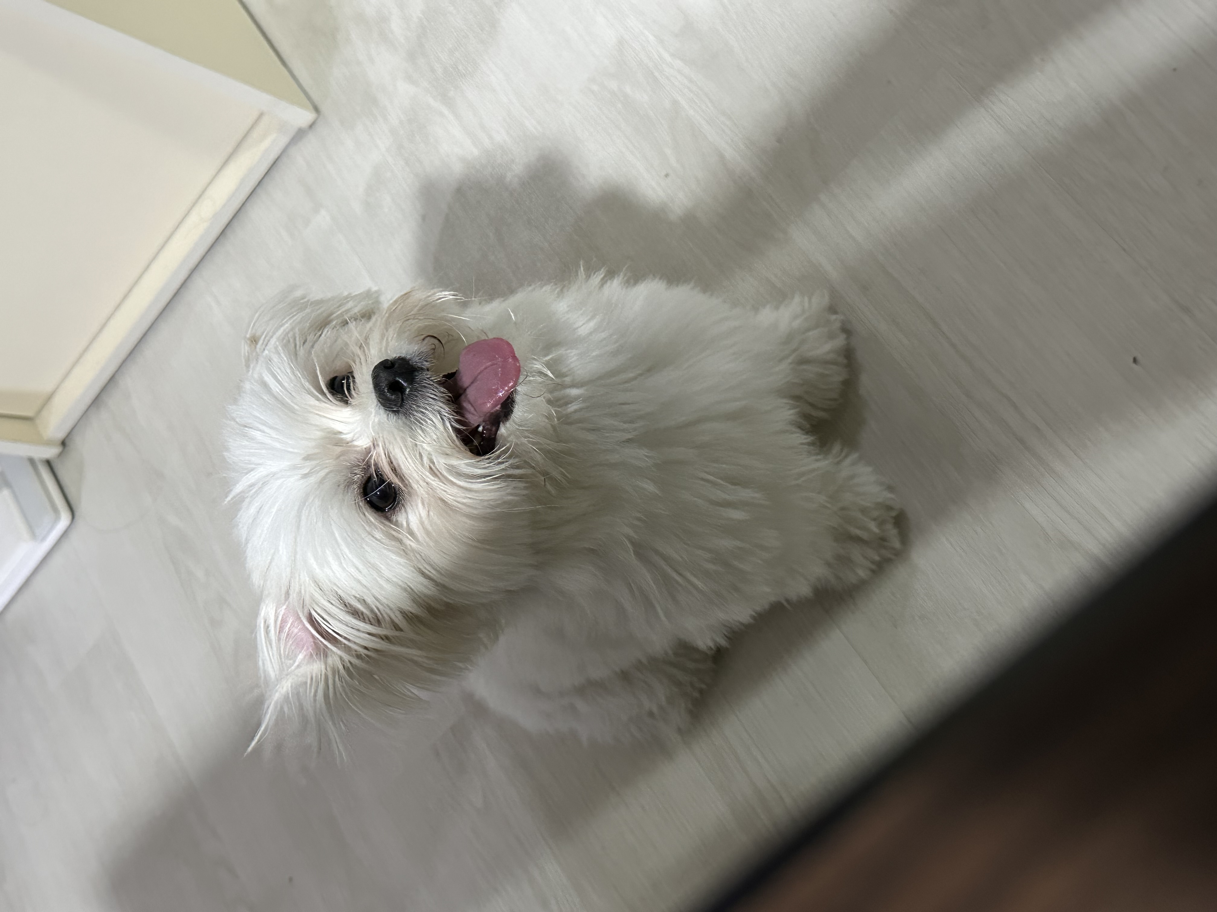 설기(구 오식이)