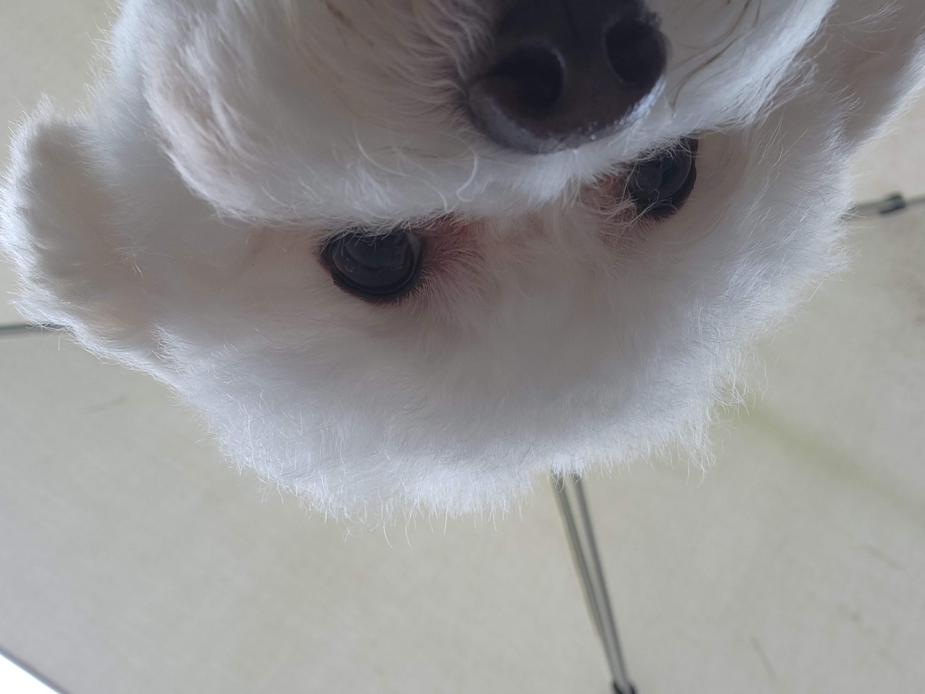 도담(말랭)이의 한달 이야기