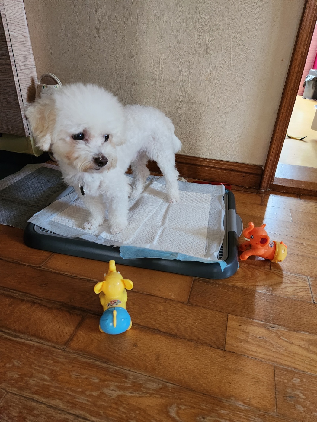 도담(말랭)이의 한달 이야기