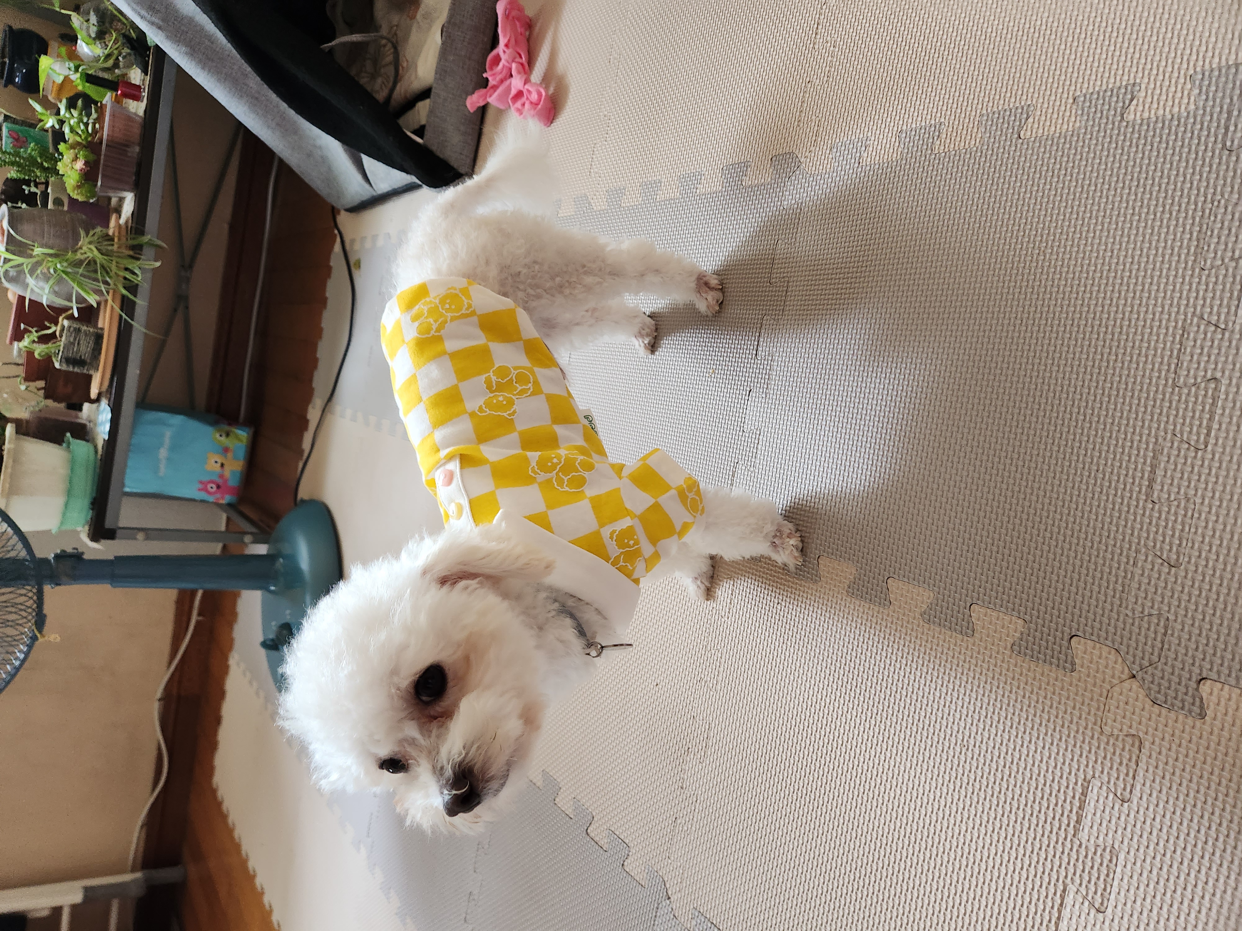 도담(말랭)이의 한달 이야기