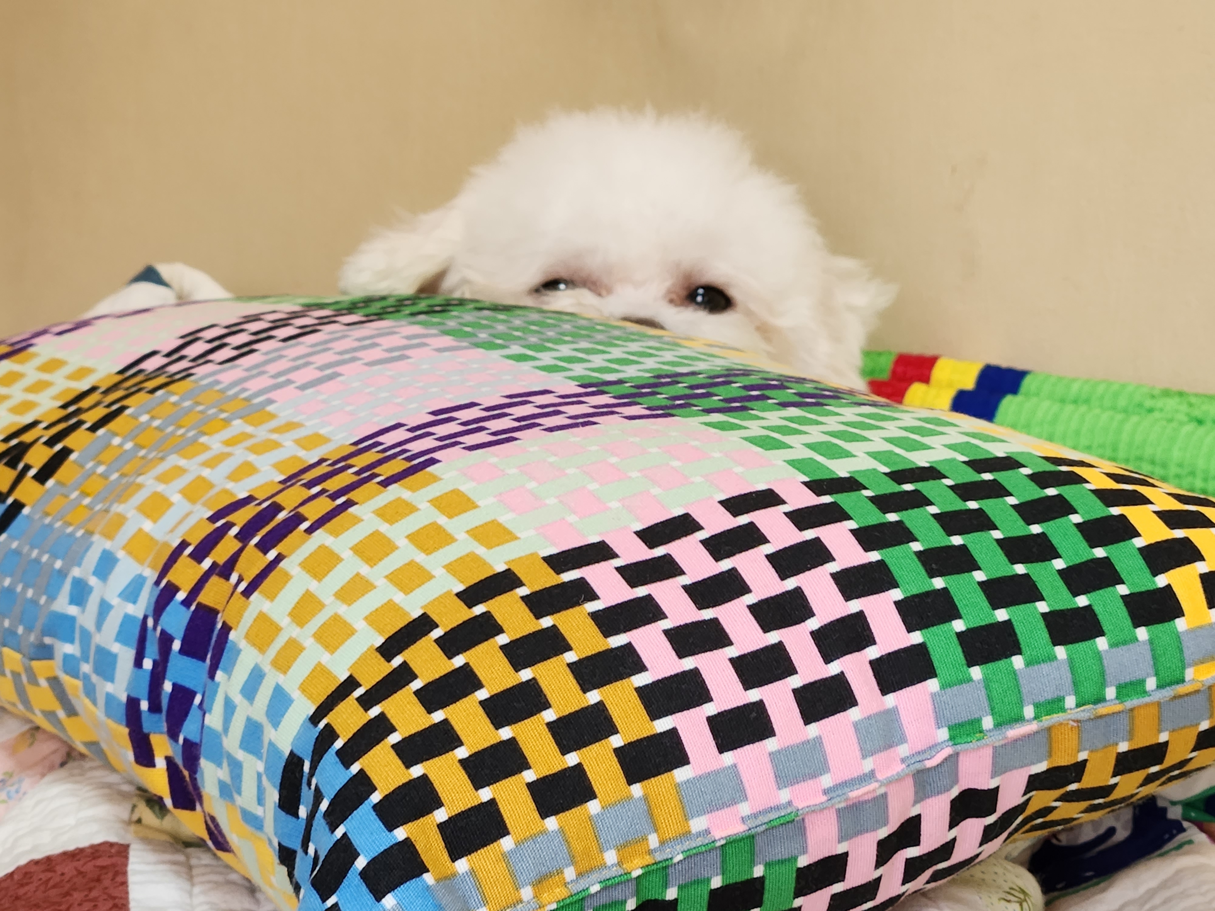 도담(말랭)이의 한달 이야기