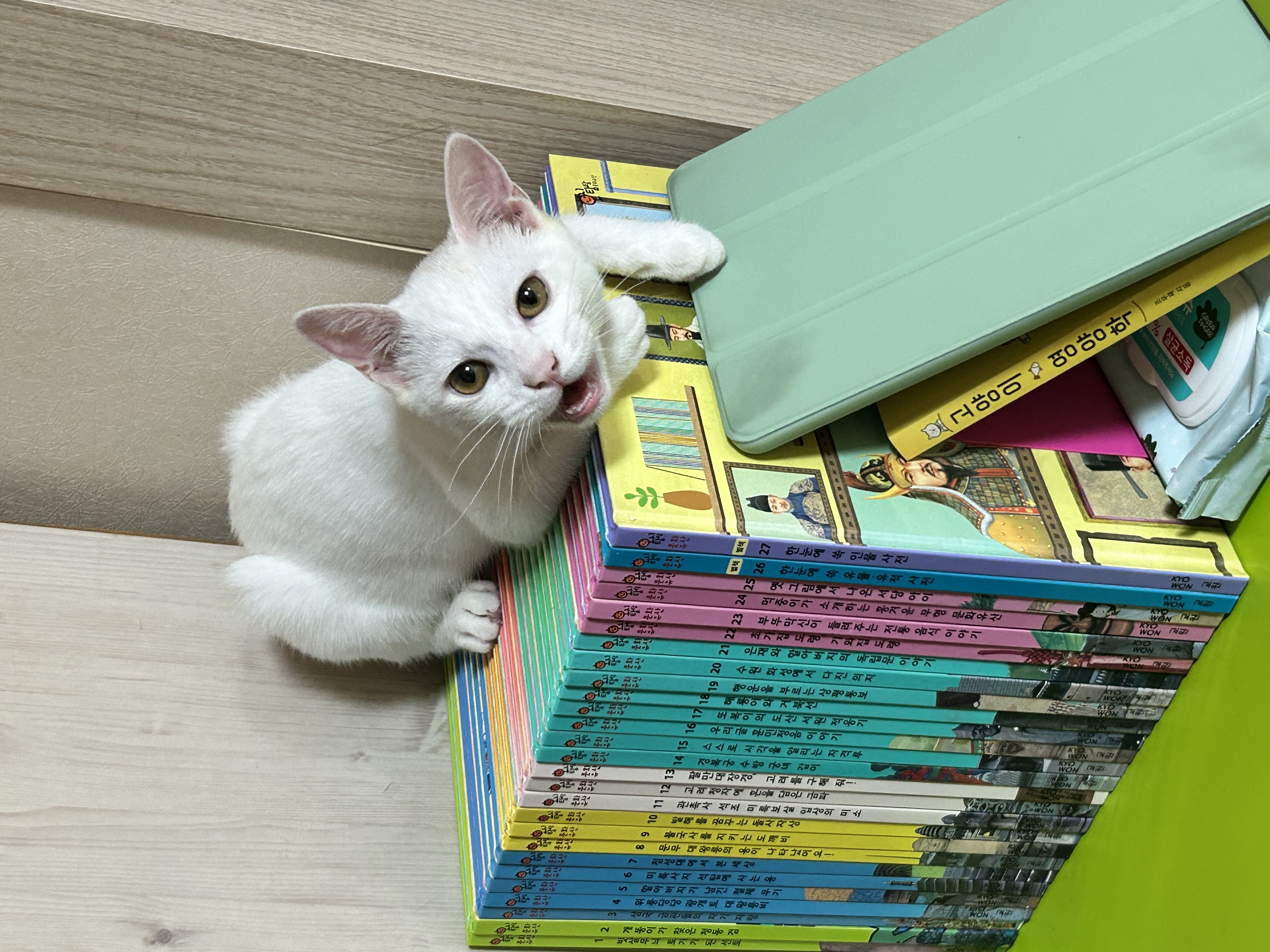 우리집 사랑둥이 막내가 된 다윈이의 첫 일주일