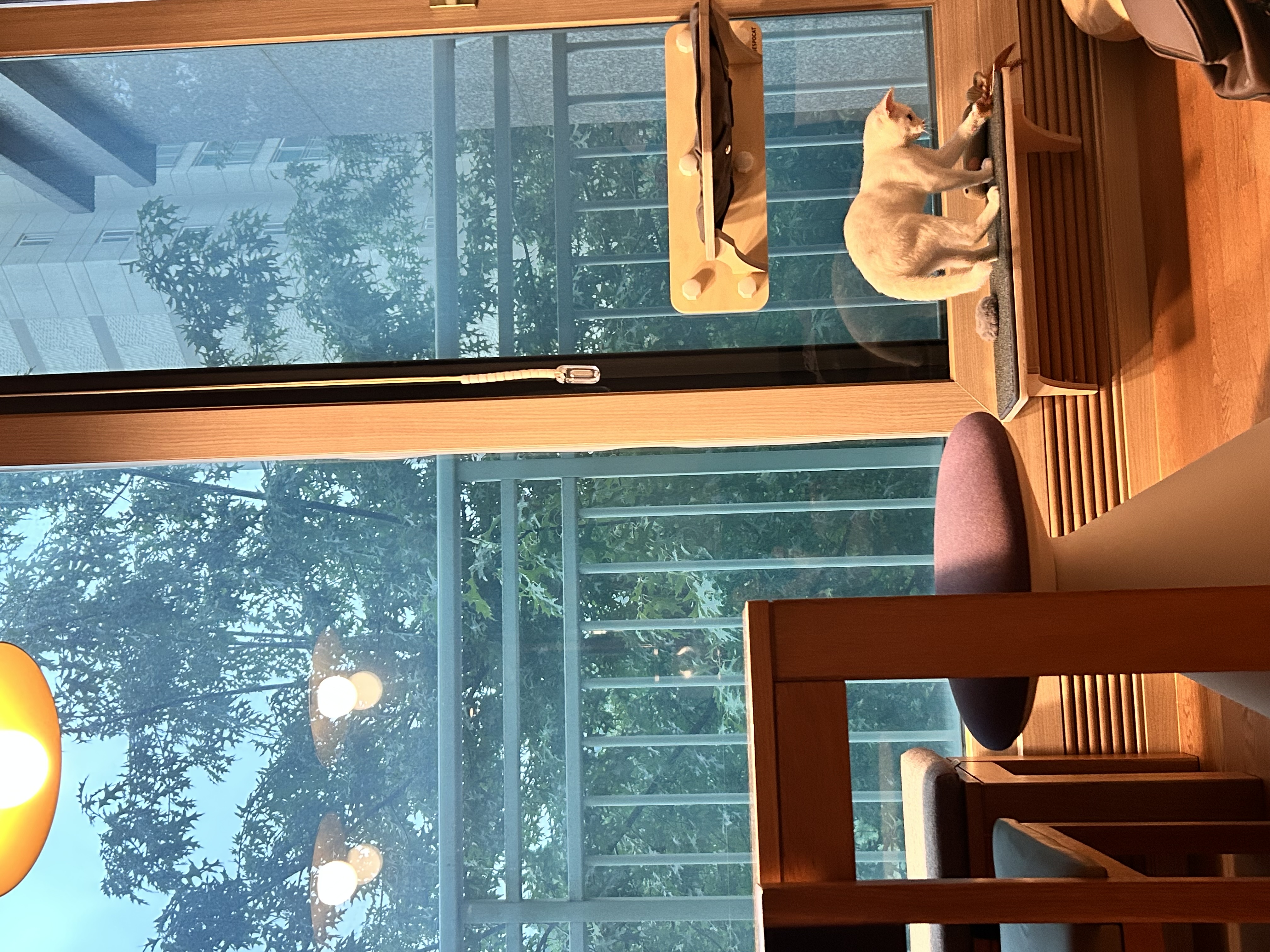 우리집 사랑둥이 막내가 된 다윈이의 첫 일주일