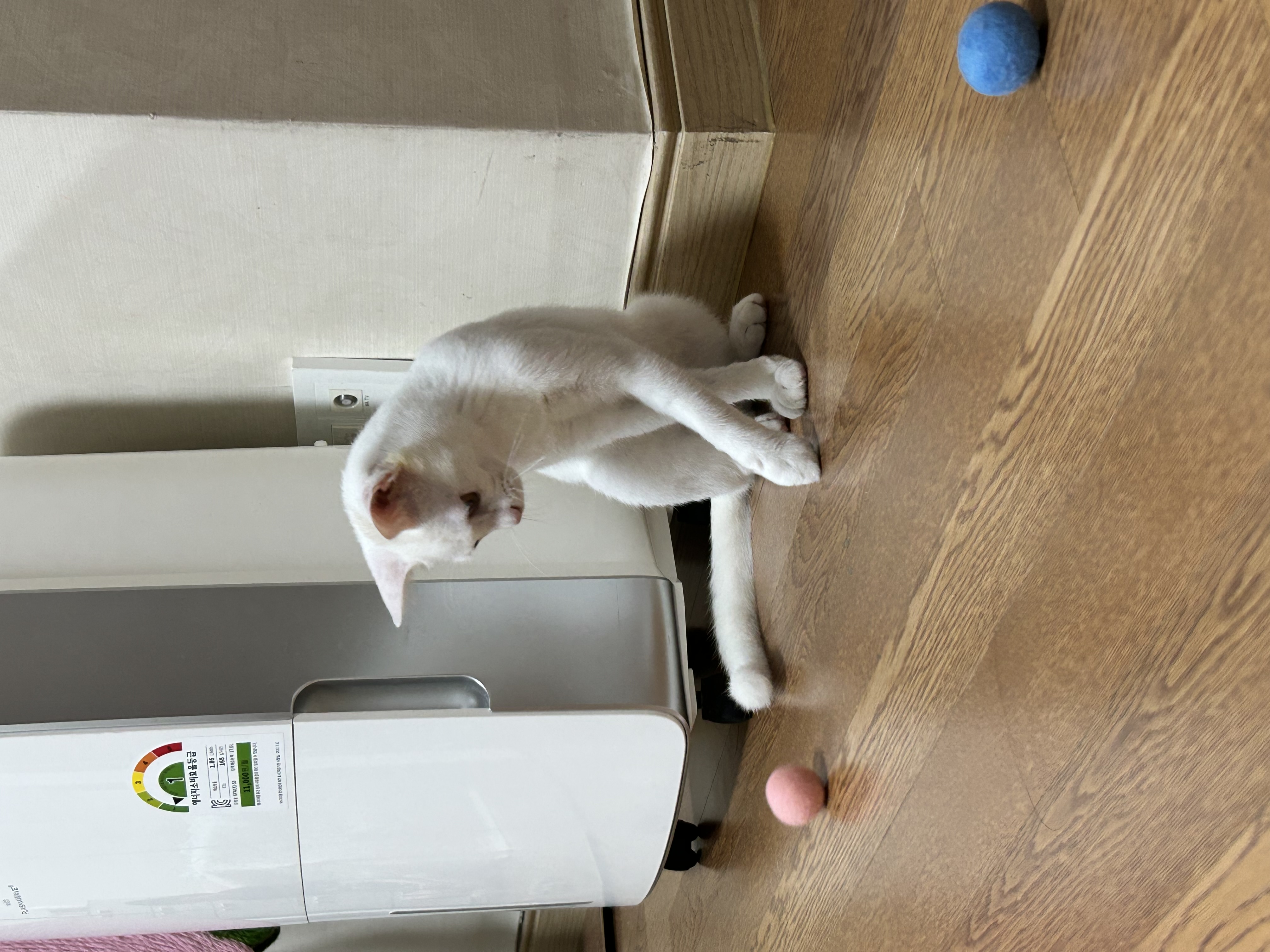 우리집 사랑둥이 막내가 된 다윈이의 첫 일주일