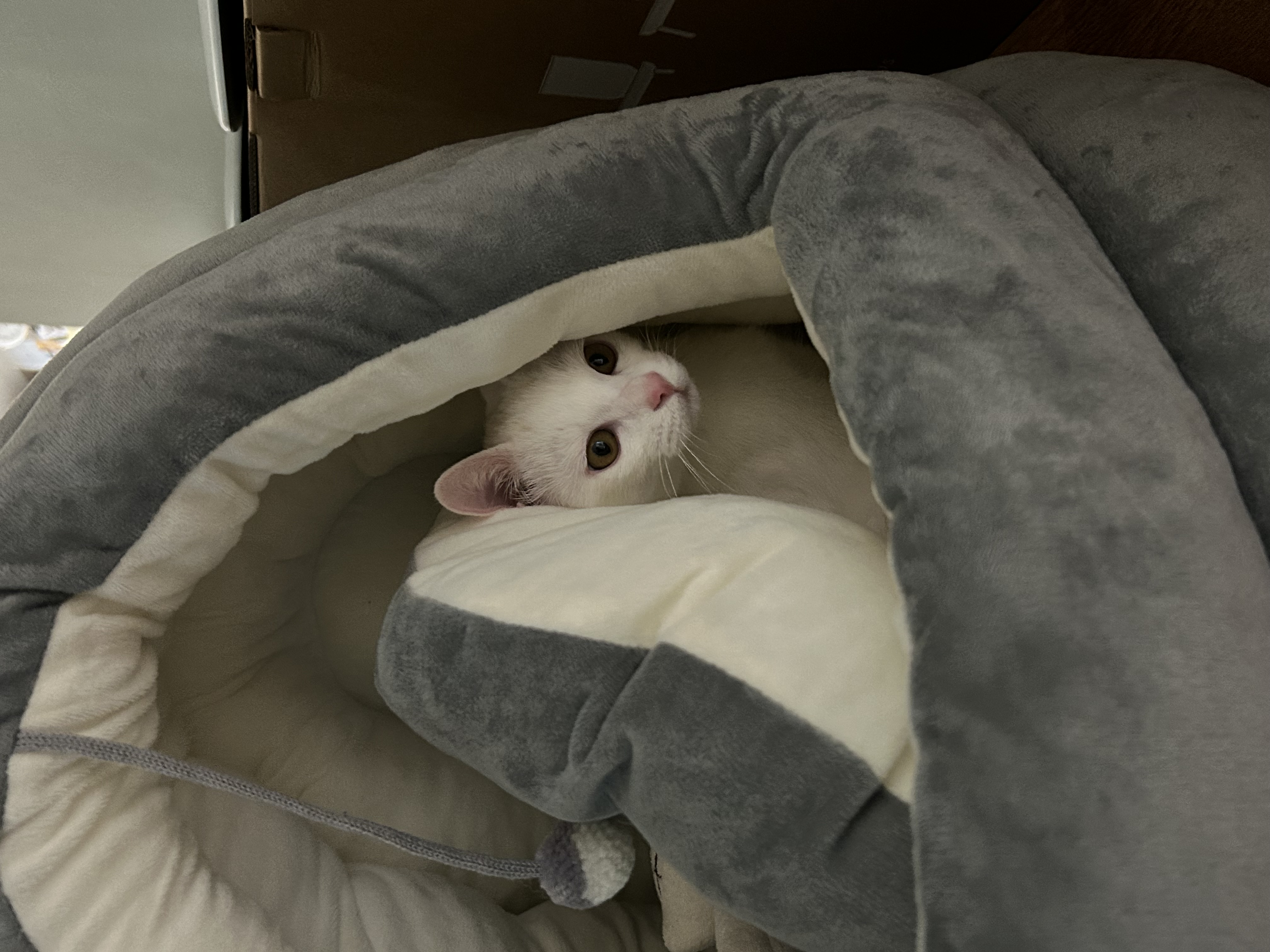 우리집 사랑둥이 막내가 된 다윈이의 첫 일주일