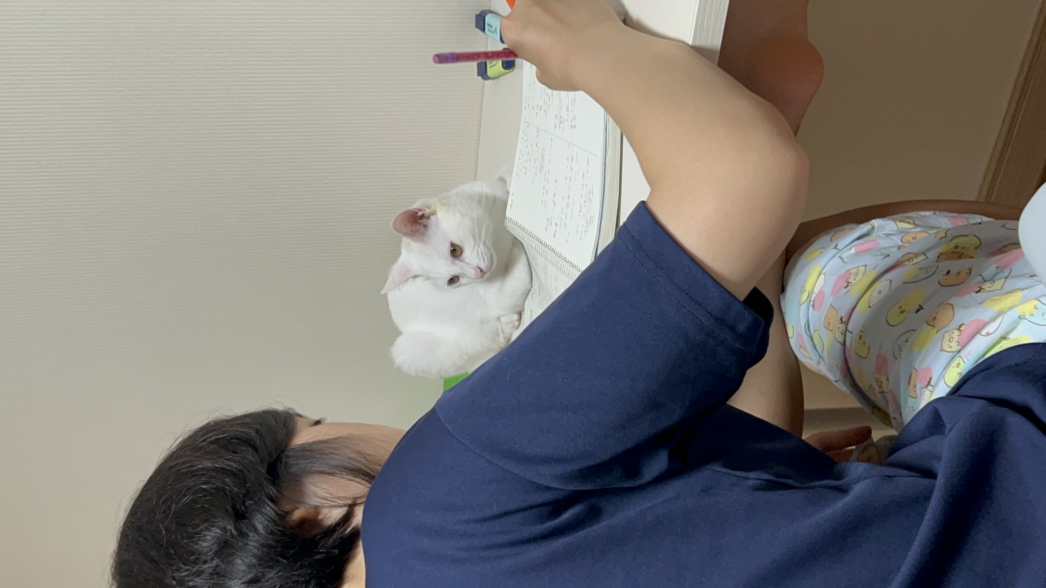 우리집 사랑둥이 막내가 된 다윈이의 첫 일주일