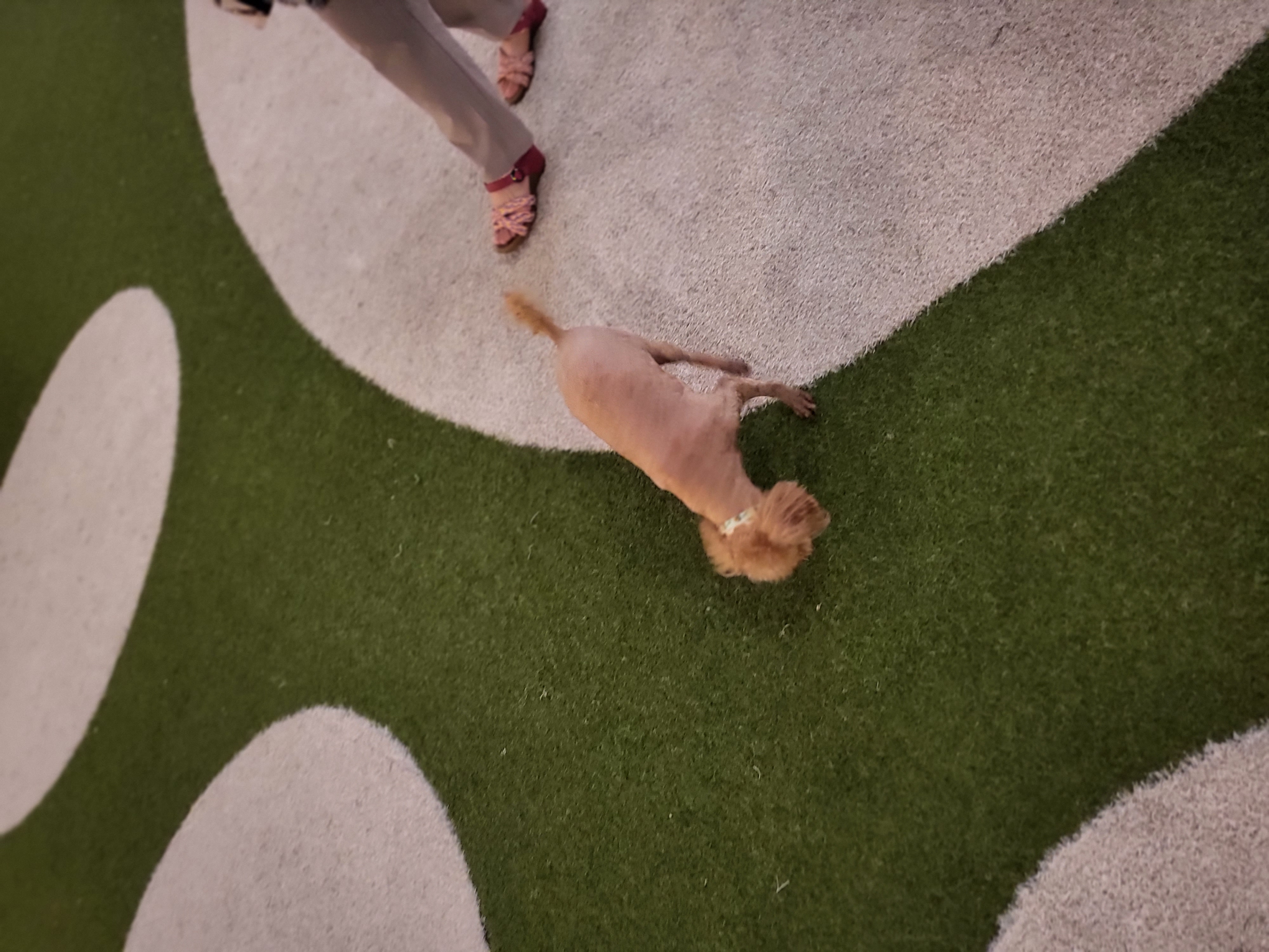 행복이(구 군밤)이 2주년 일기