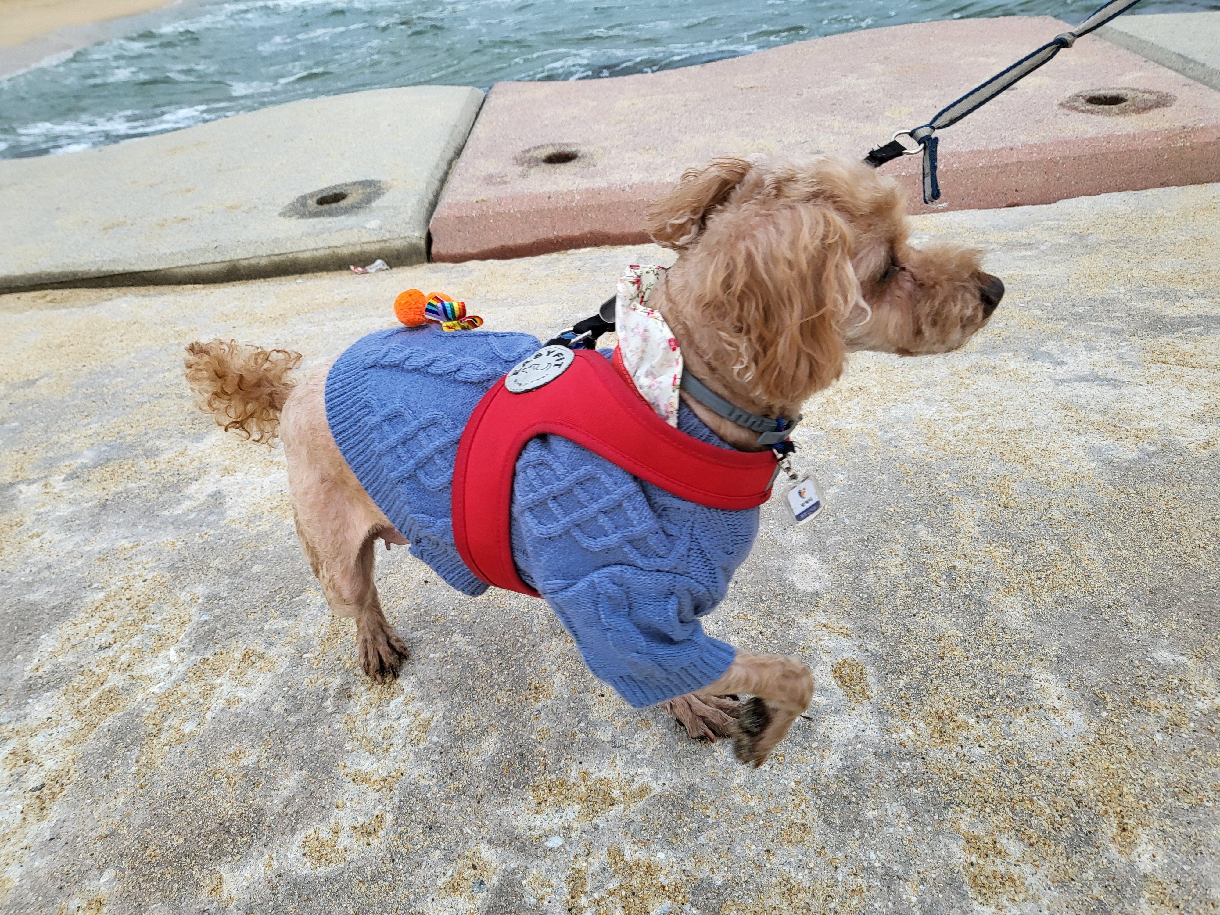 행복이(구 군밤)이 2주년 일기