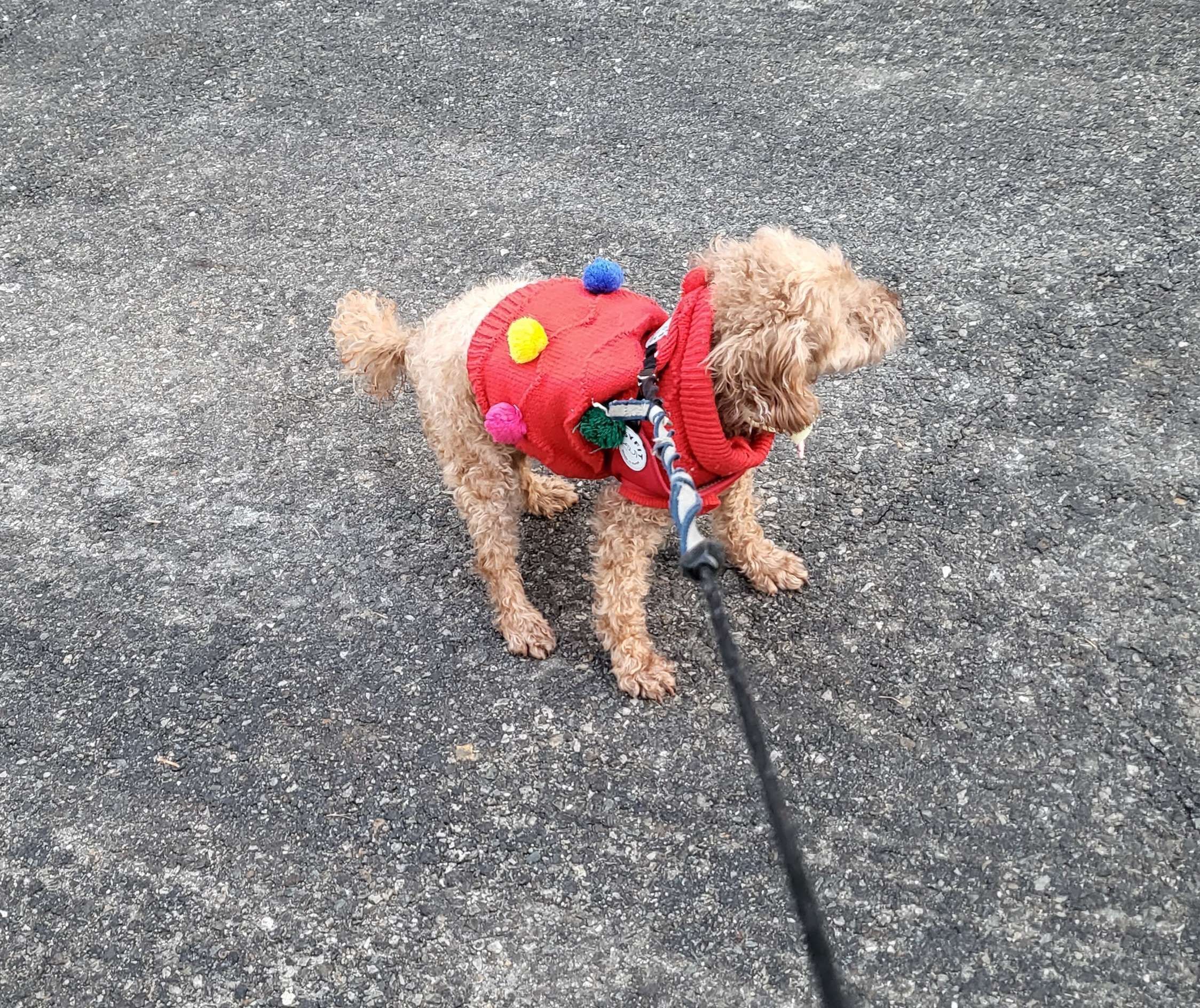 행복이(구 군밤)이 2주년 일기