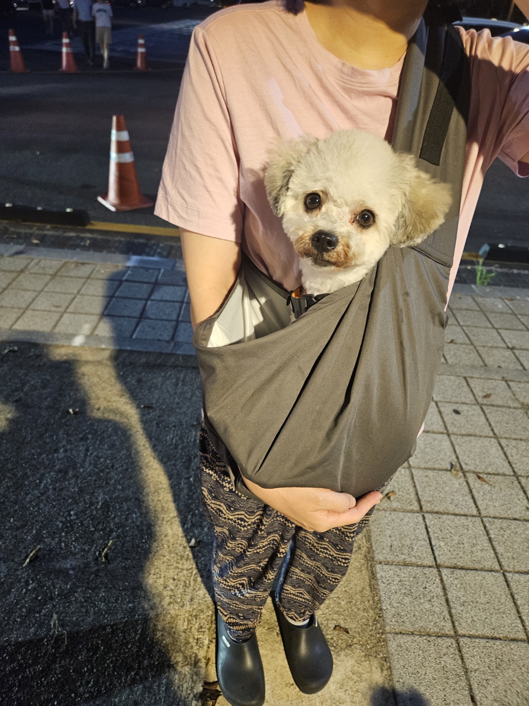 알록이 입양했어요