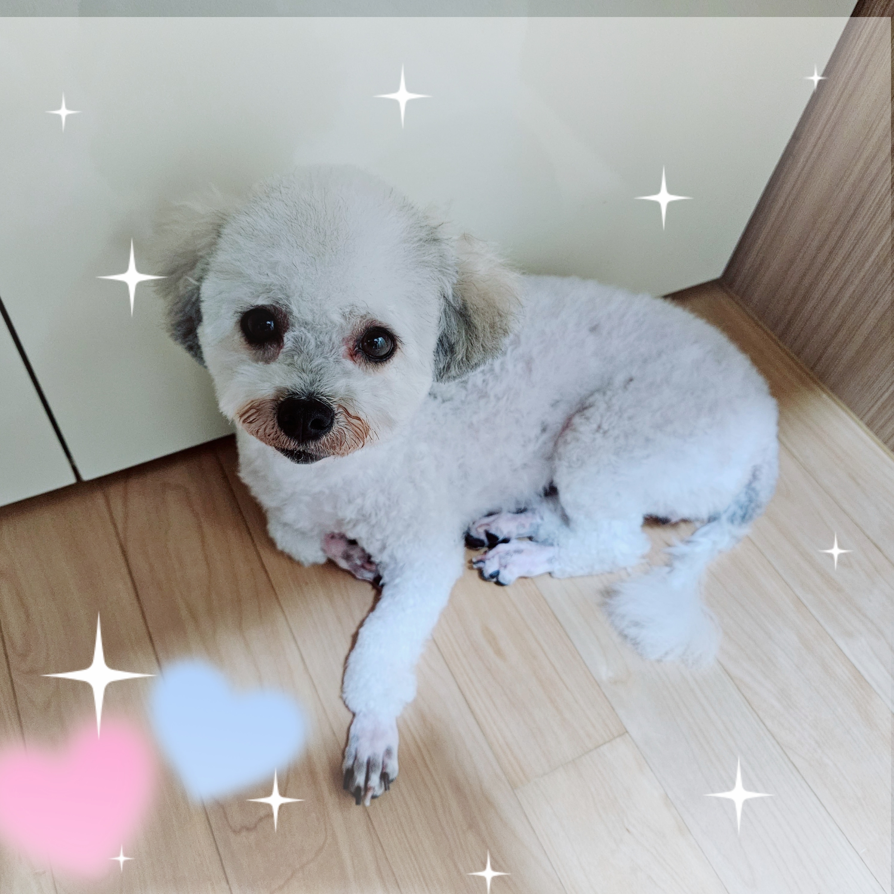 알록이 입양했어요