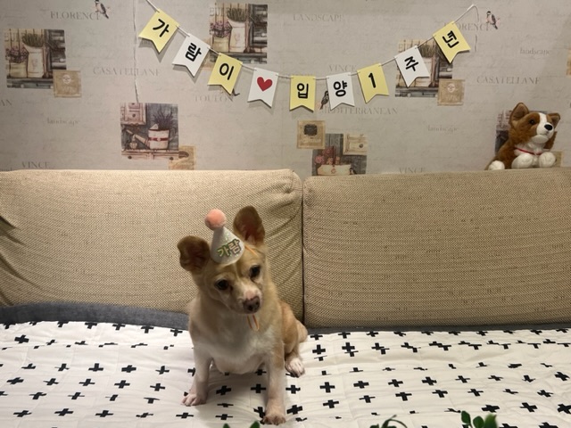 가람이 1년됐어요