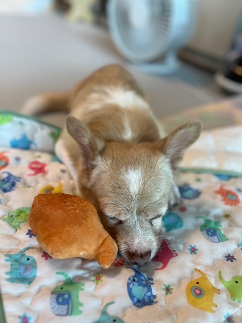 가람이 1년됐어요