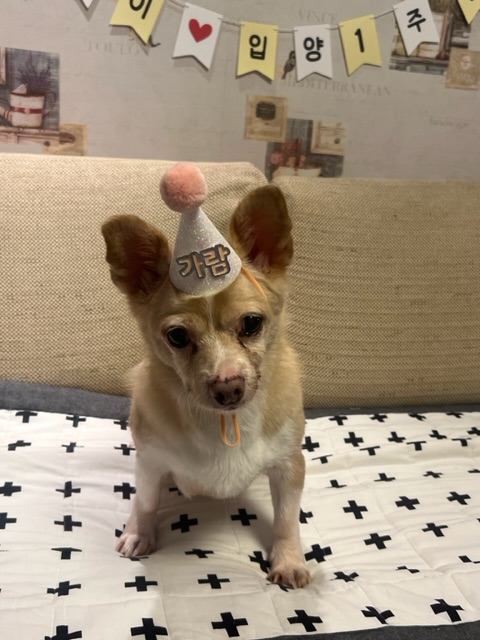 가람이 1년됐어요