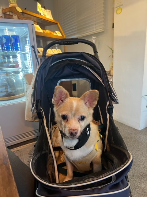 가람이 1년됐어요