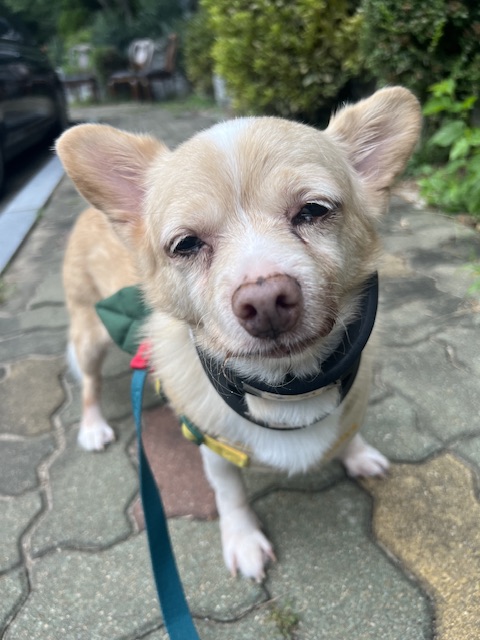 가람이 1년됐어요