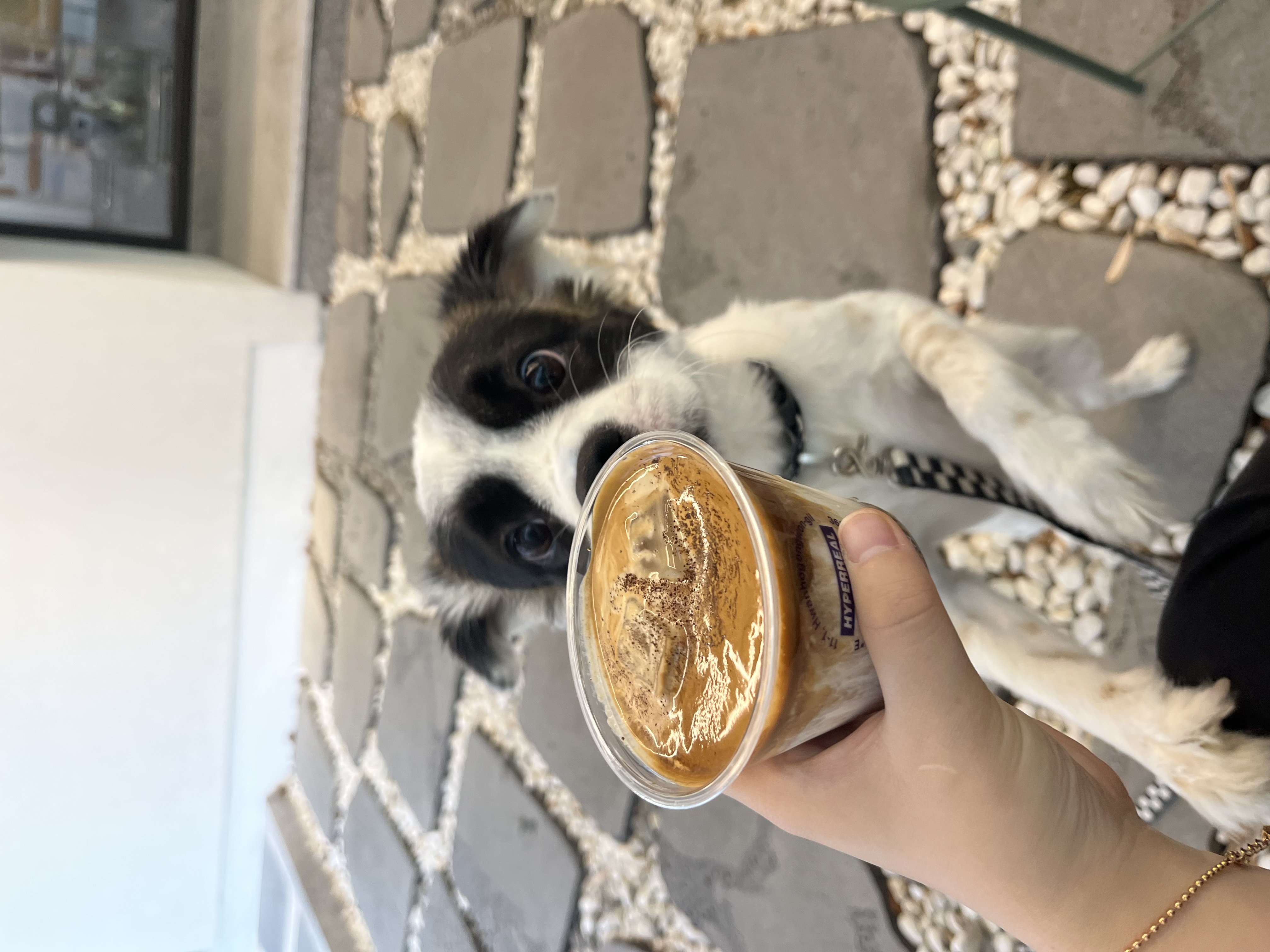 레오 잘 있어요!