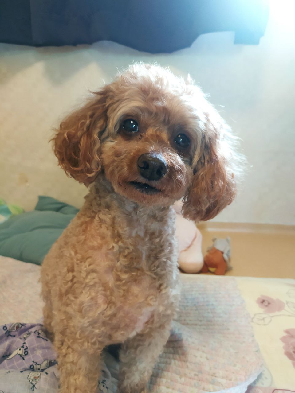 10킬로미터 혼자 걸어간 토리(구 곤지암 코리) 입양 후 2년 보고