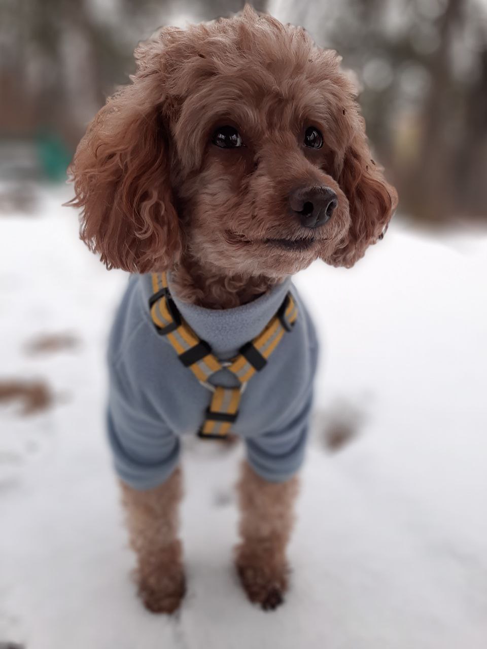 10킬로미터 혼자 걸어간 토리(구 곤지암 코리) 입양 후 2년 보고