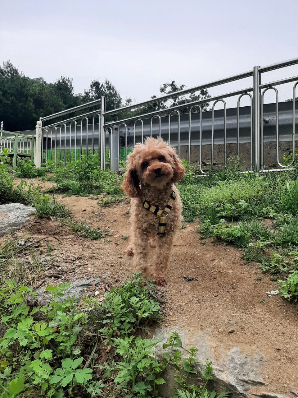 10킬로미터 혼자 걸어간 토리(구 곤지암 코리) 입양 후 2년 보고