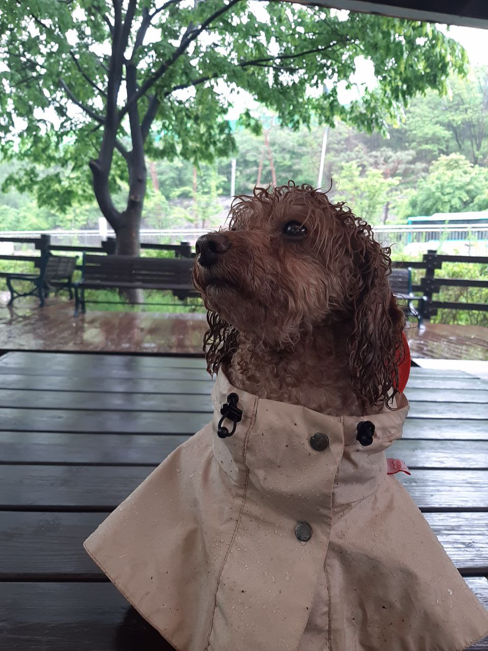 10킬로미터 혼자 걸어간 토리(구 곤지암 코리) 입양 후 2년 보고