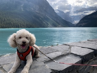 꽃돌이 입양후기