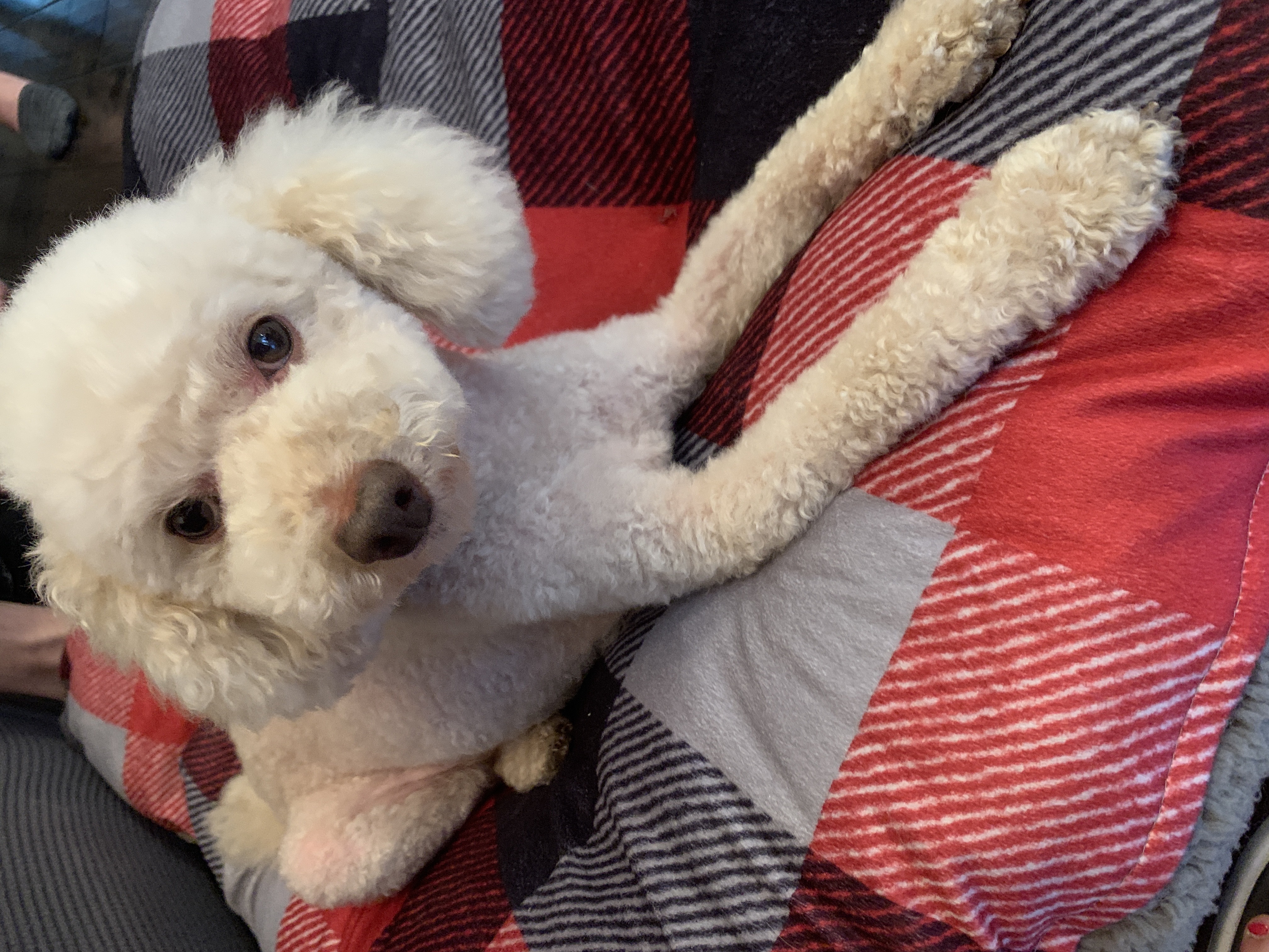 꽃돌이 입양후기