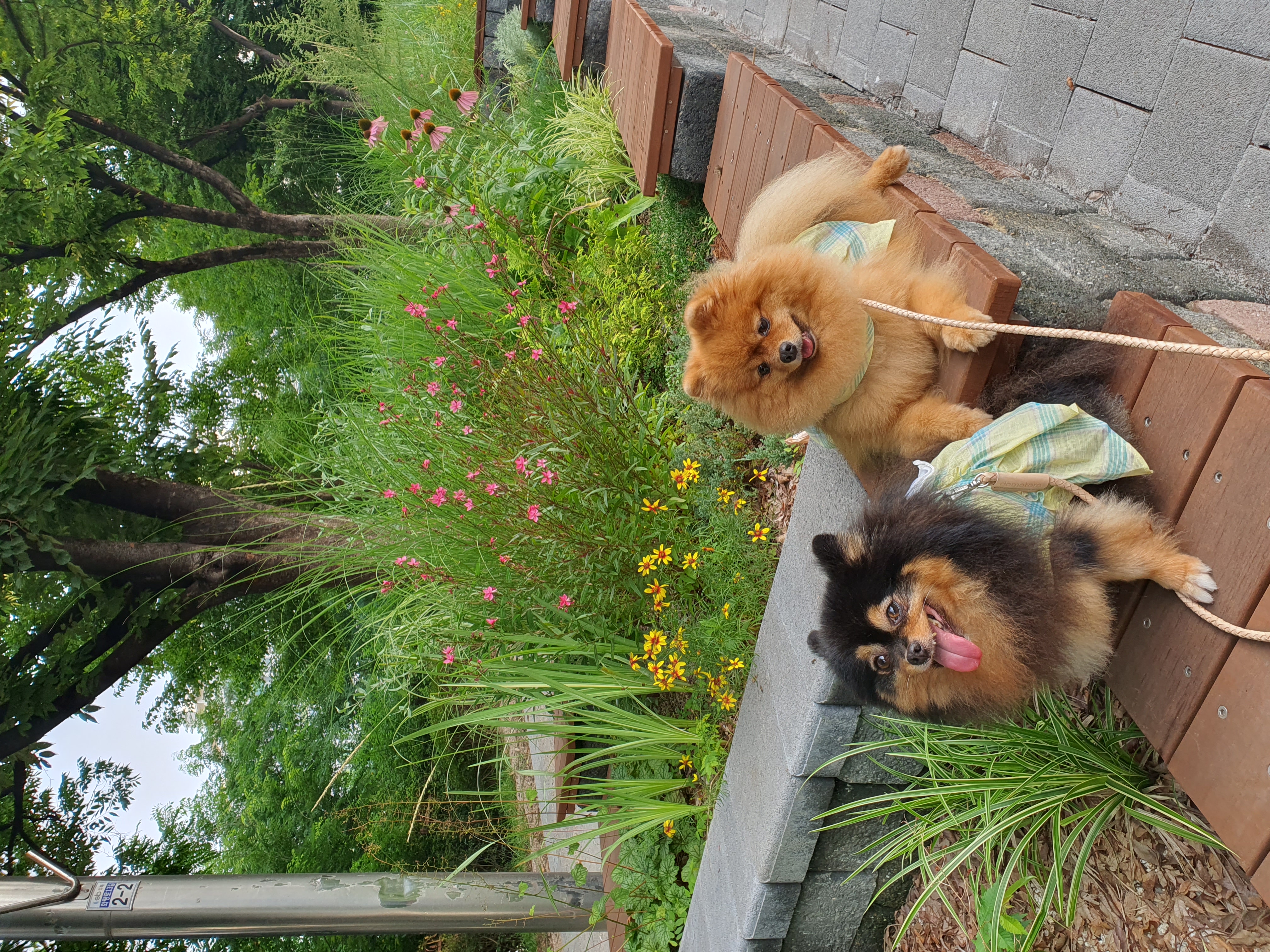 입양 후 만 5년된 보은 번식장 미니(곰곰이)와 카누 