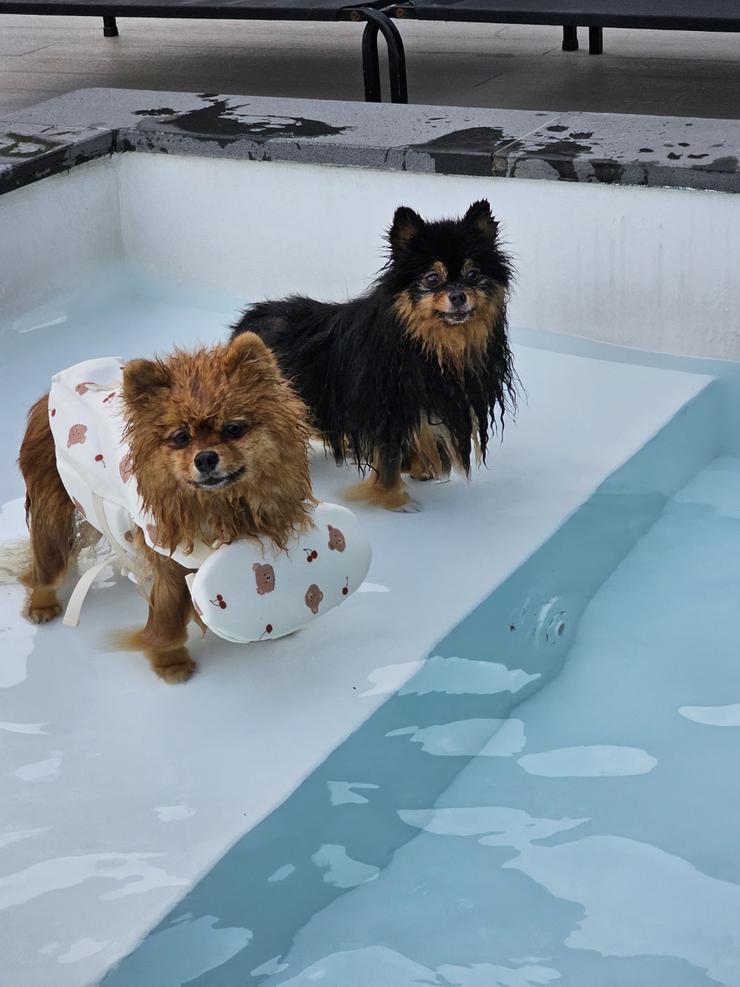 입양 후 만 5년된 보은 번식장 미니(곰곰이)와 카누 