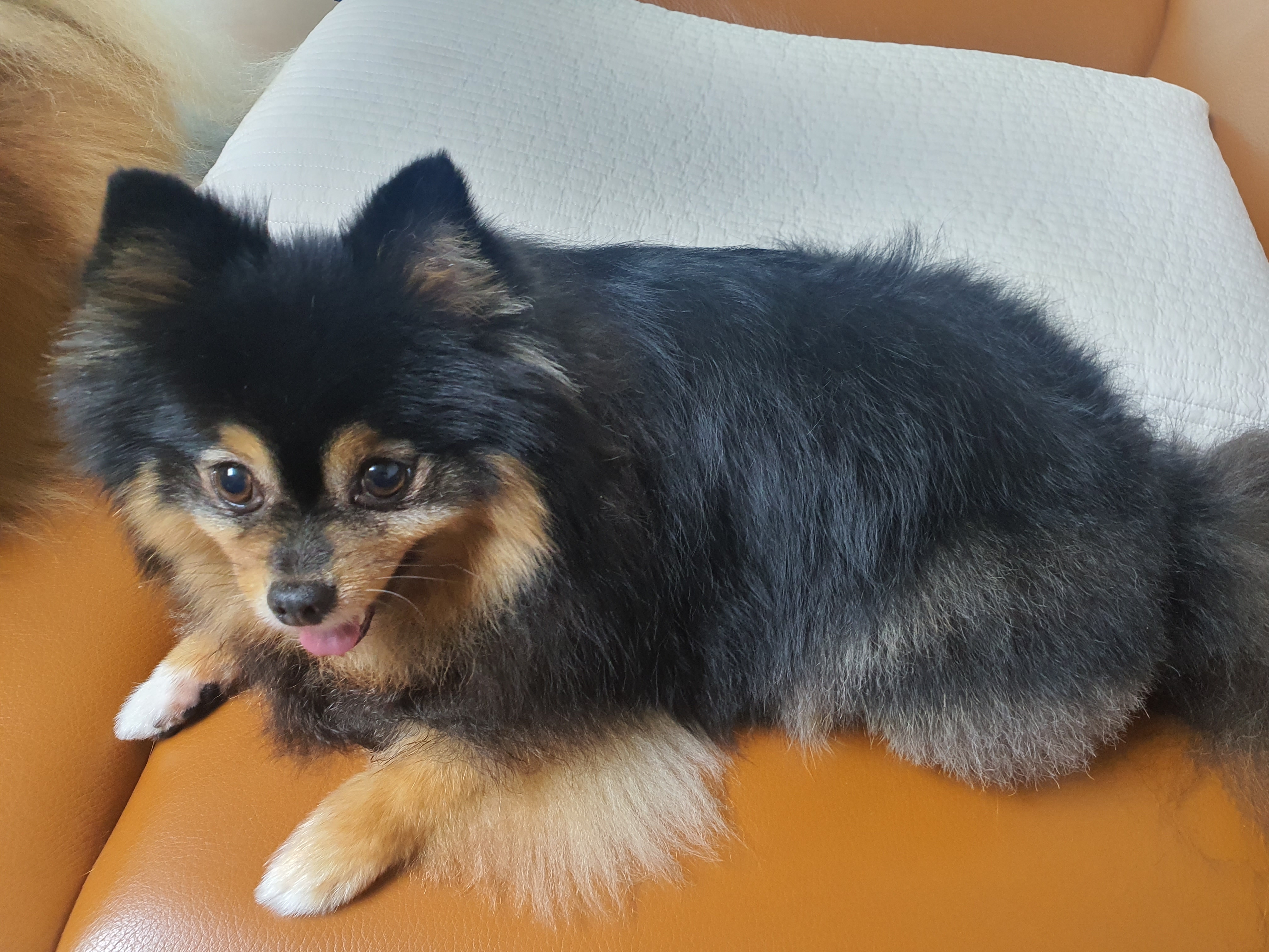 입양 후 만 5년된 보은 번식장 미니(곰곰이)와 카누 